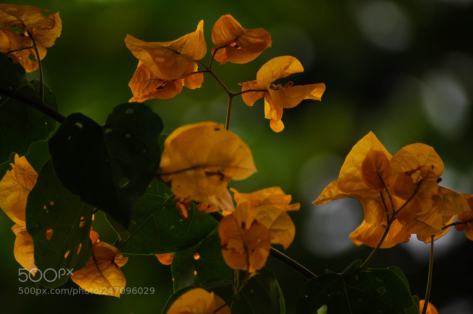 Nikon D5000 sample photo. Flower photography