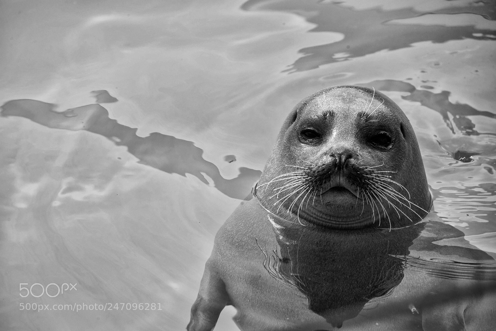 Nikon D610 sample photo. Seal photography