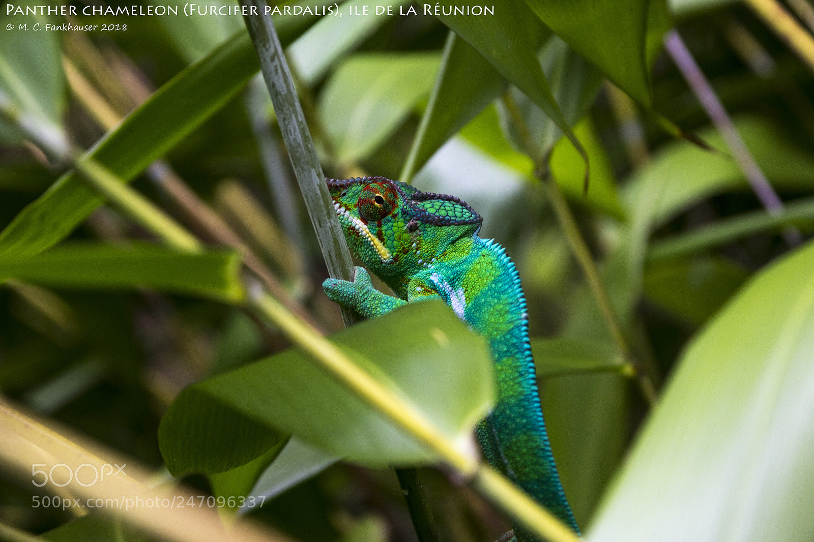 Canon EOS 60D sample photo. Panther chameleon photography