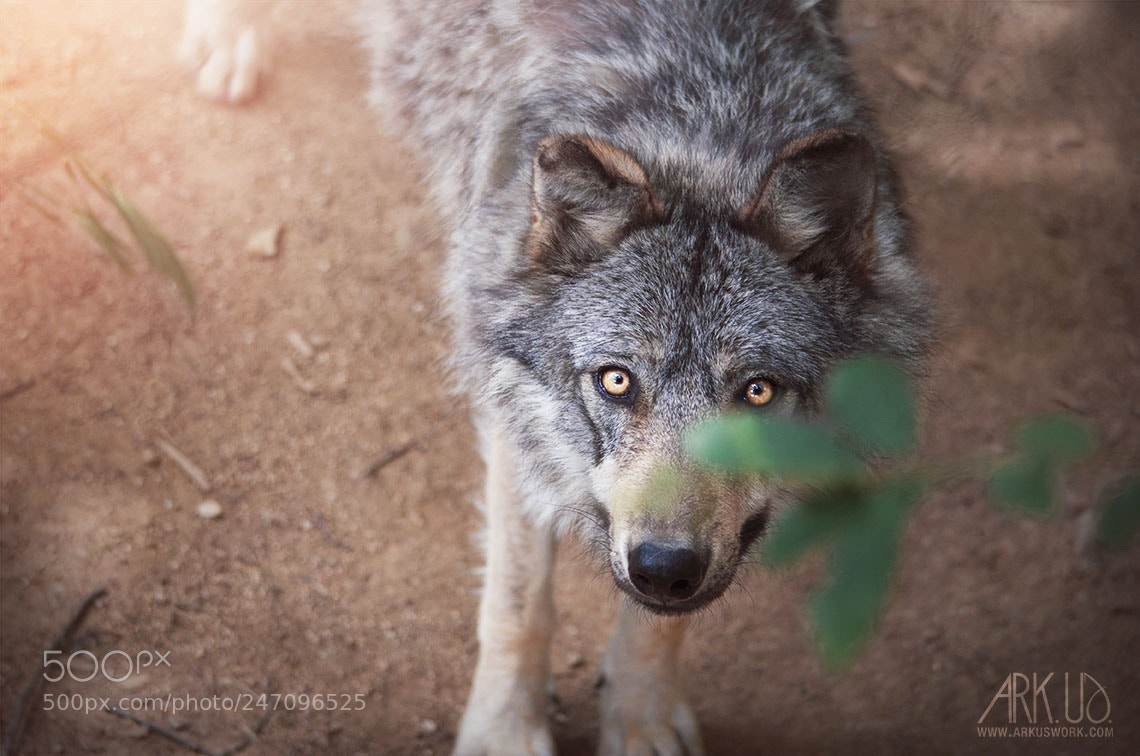 Pentax K-5 II sample photo. Wolf photography