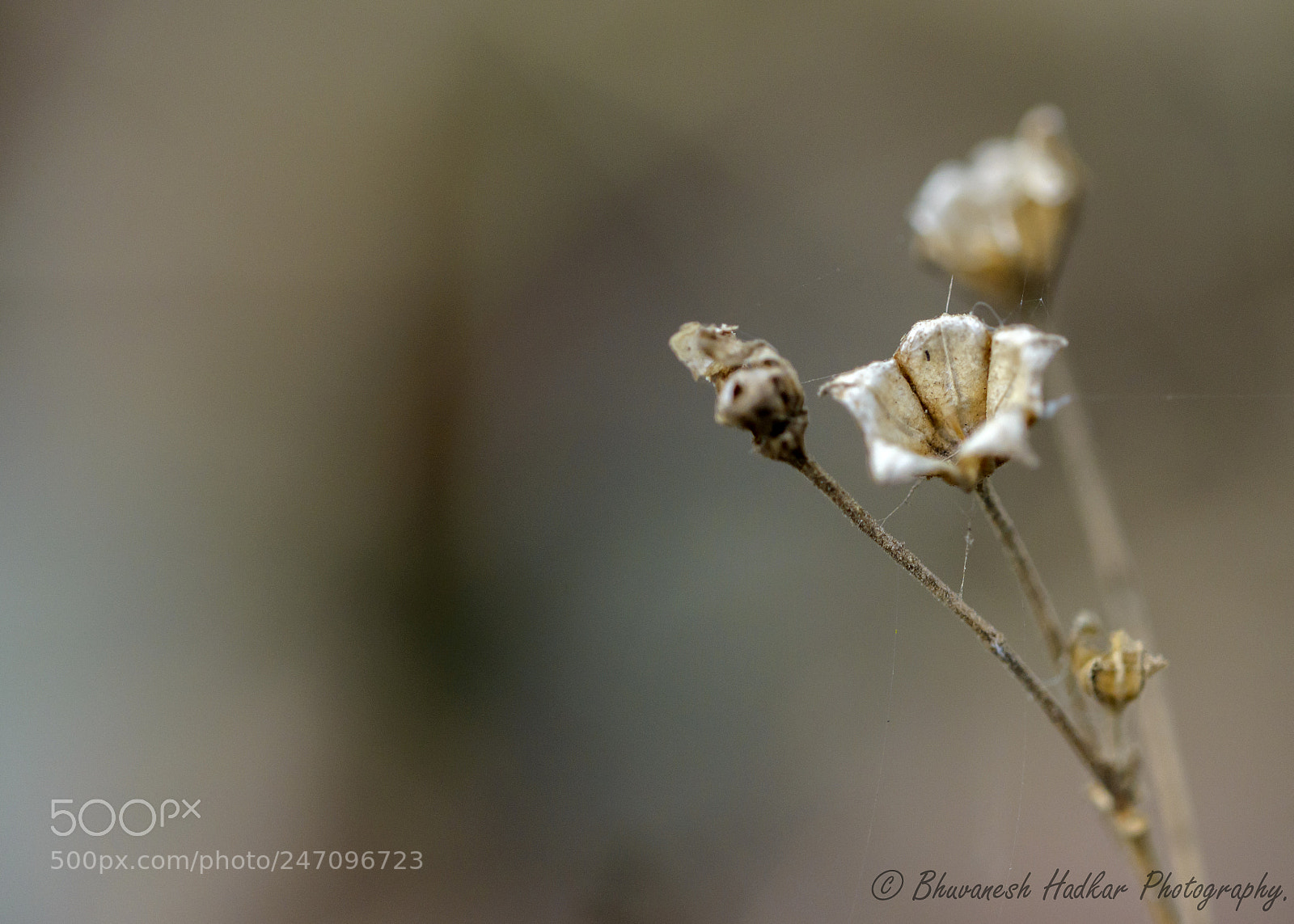Nikon D800 sample photo. Flora photography