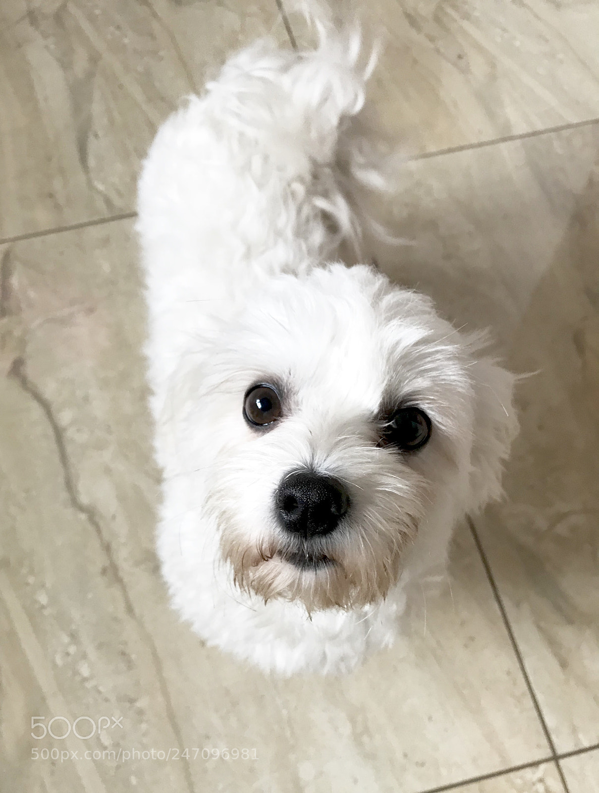 Apple iPhone 7 sample photo. Day 26. maltese photography