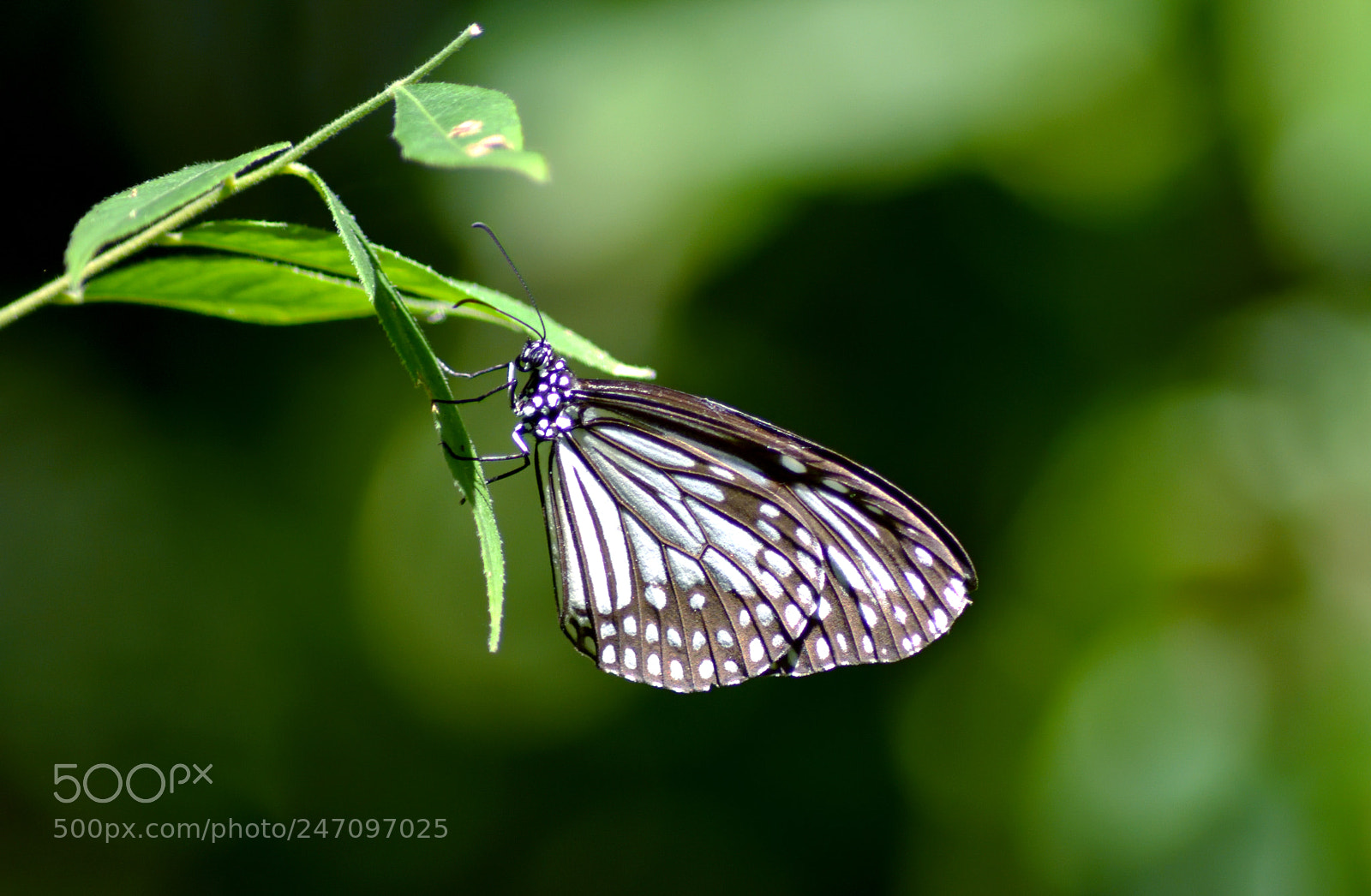 Nikon D7200 sample photo. Parantica aglea (female) photography