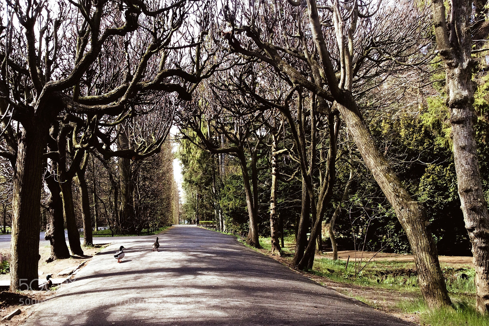 Apple iPad Air sample photo. Oliwa park. photography
