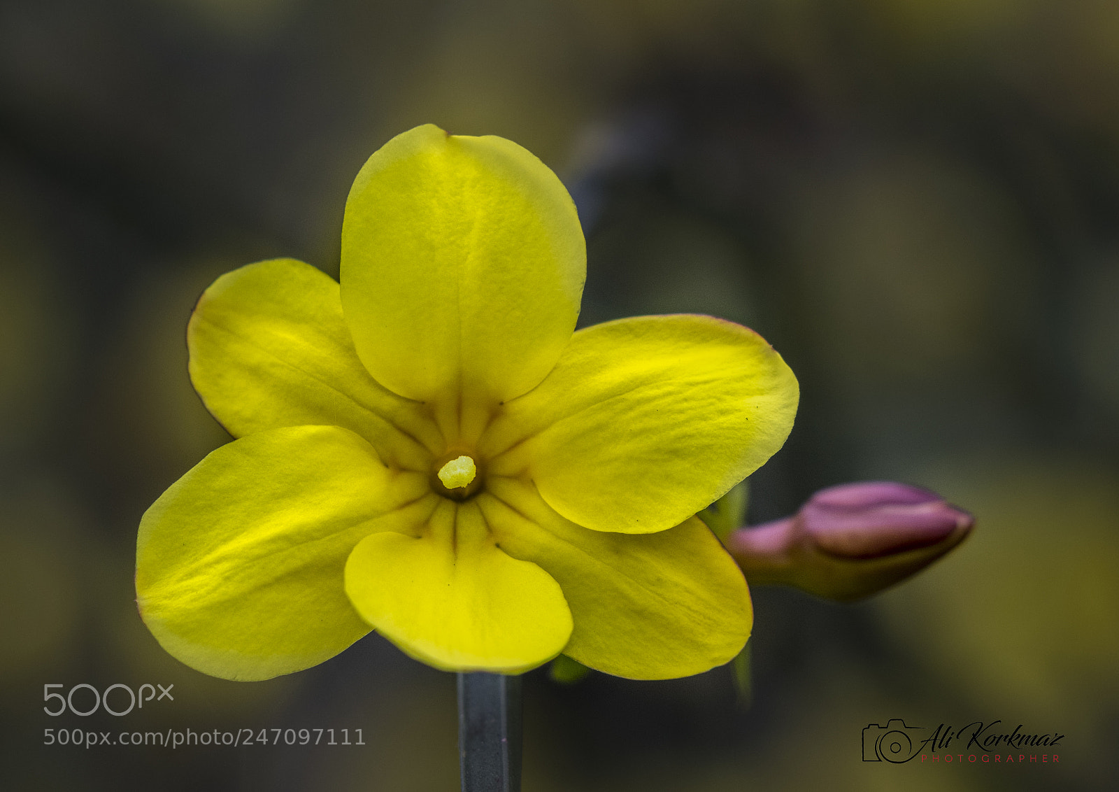 Canon EOS 80D sample photo. Untitled photography
