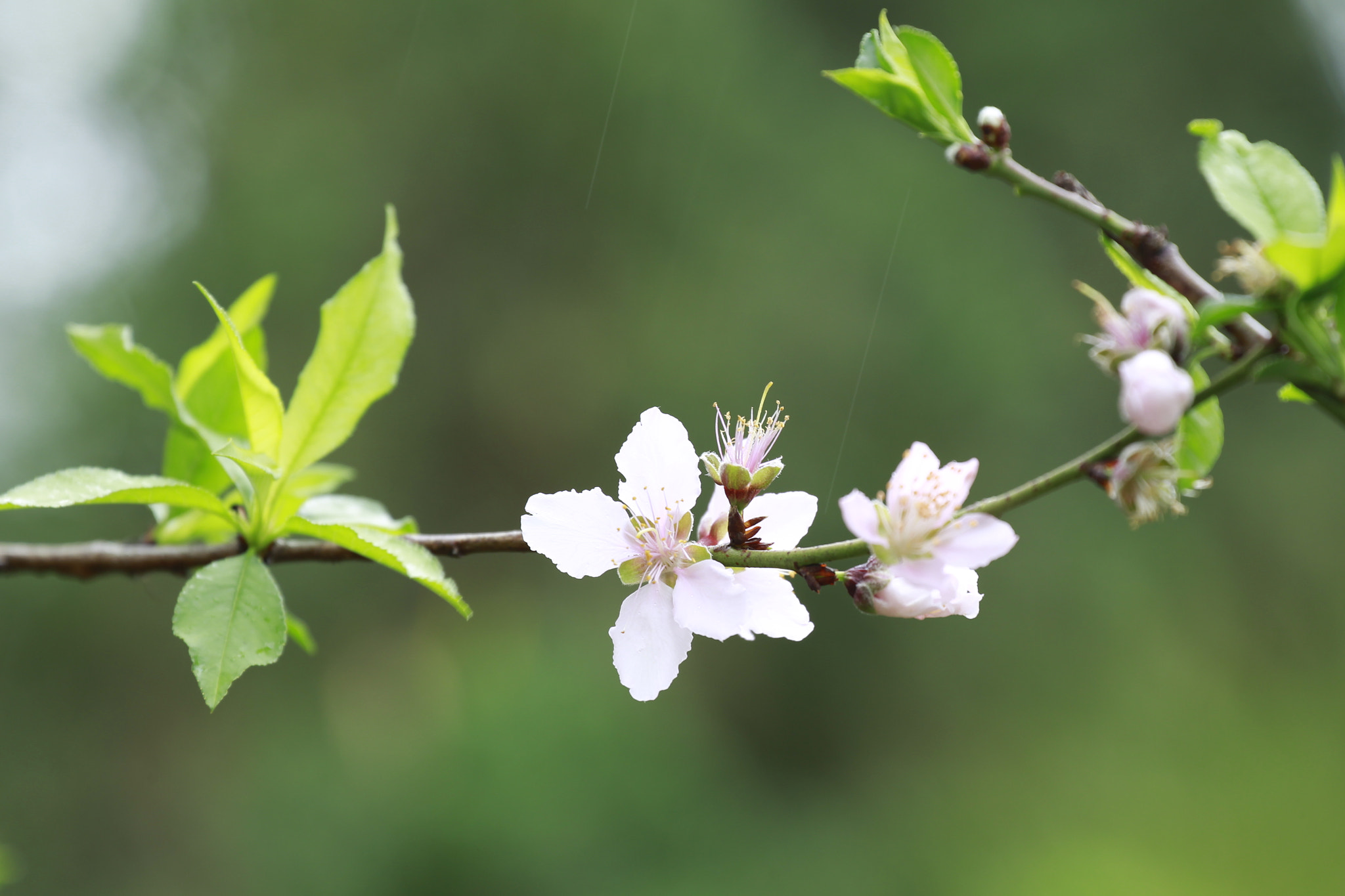 Canon EOS-1D Mark IV sample photo
