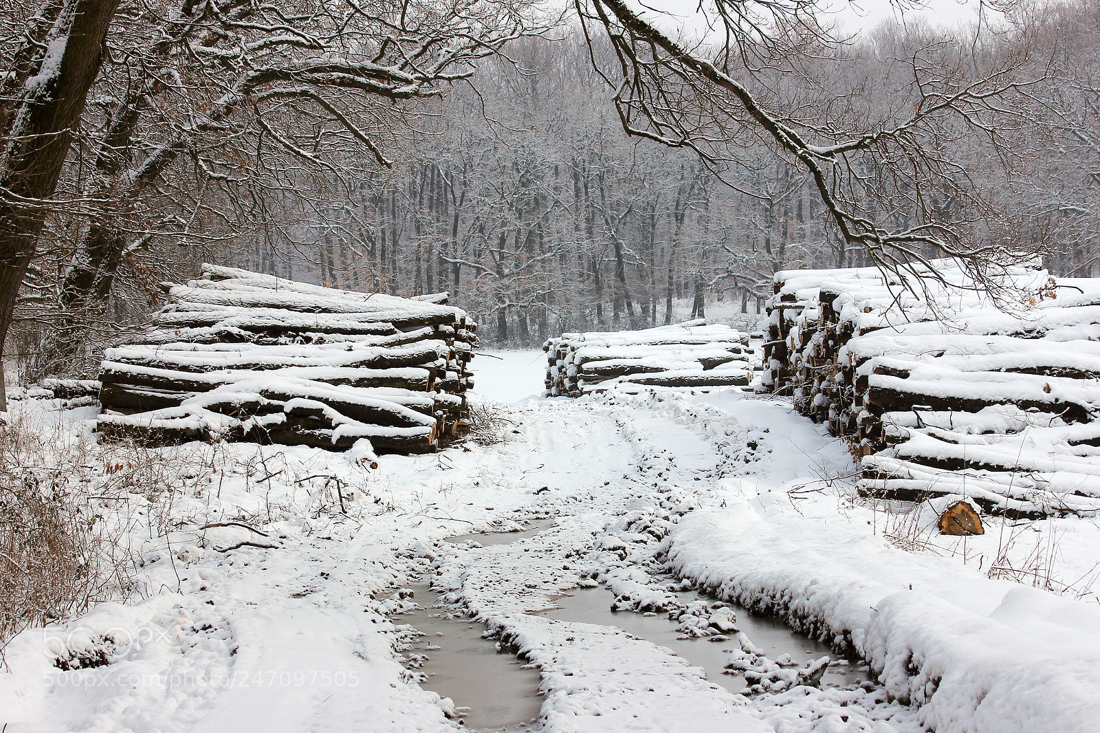 Canon EOS 600D (Rebel EOS T3i / EOS Kiss X5) sample photo. Logs in the snow photography