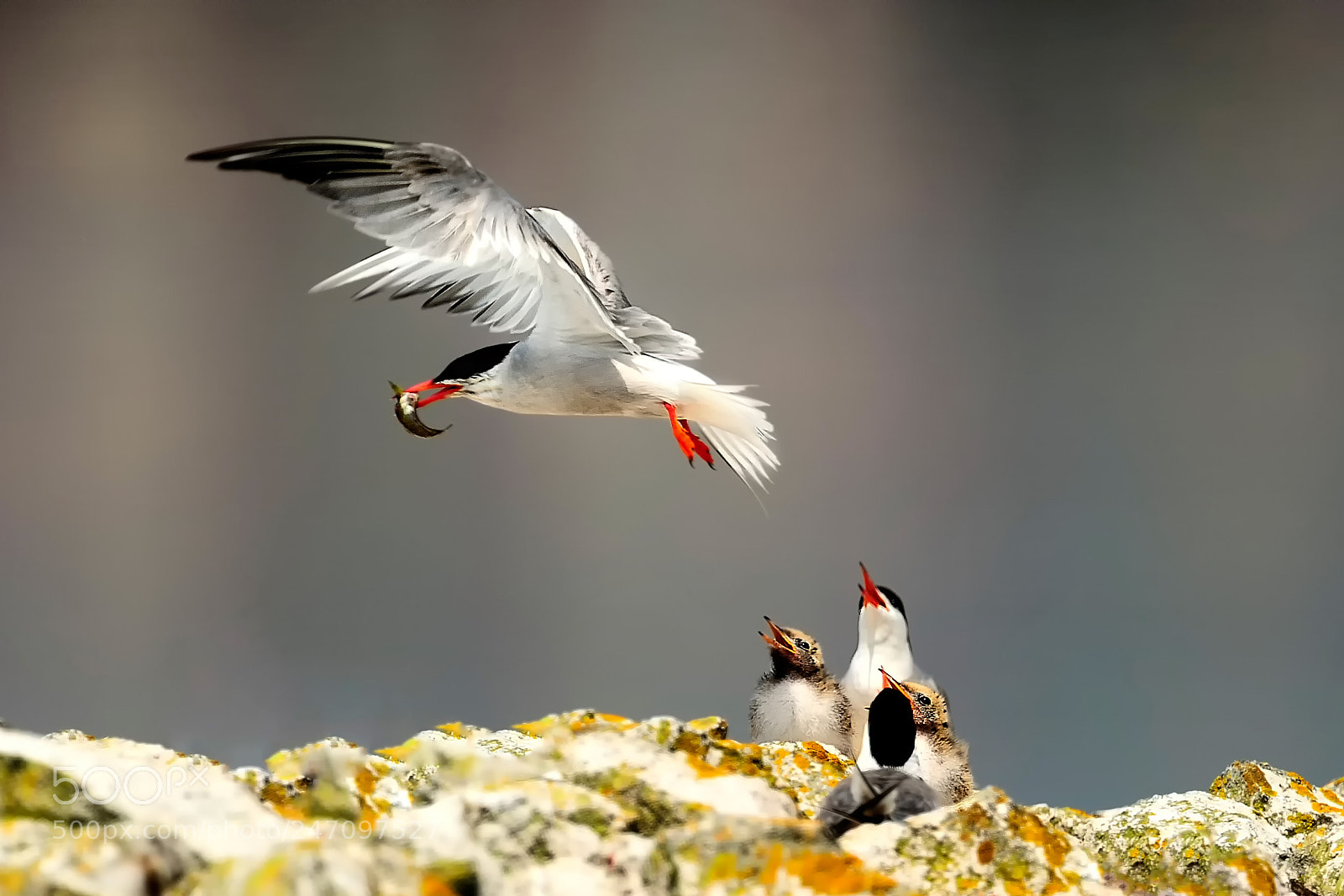 Nikon D3S sample photo. Common tern/sterna hirundo photography