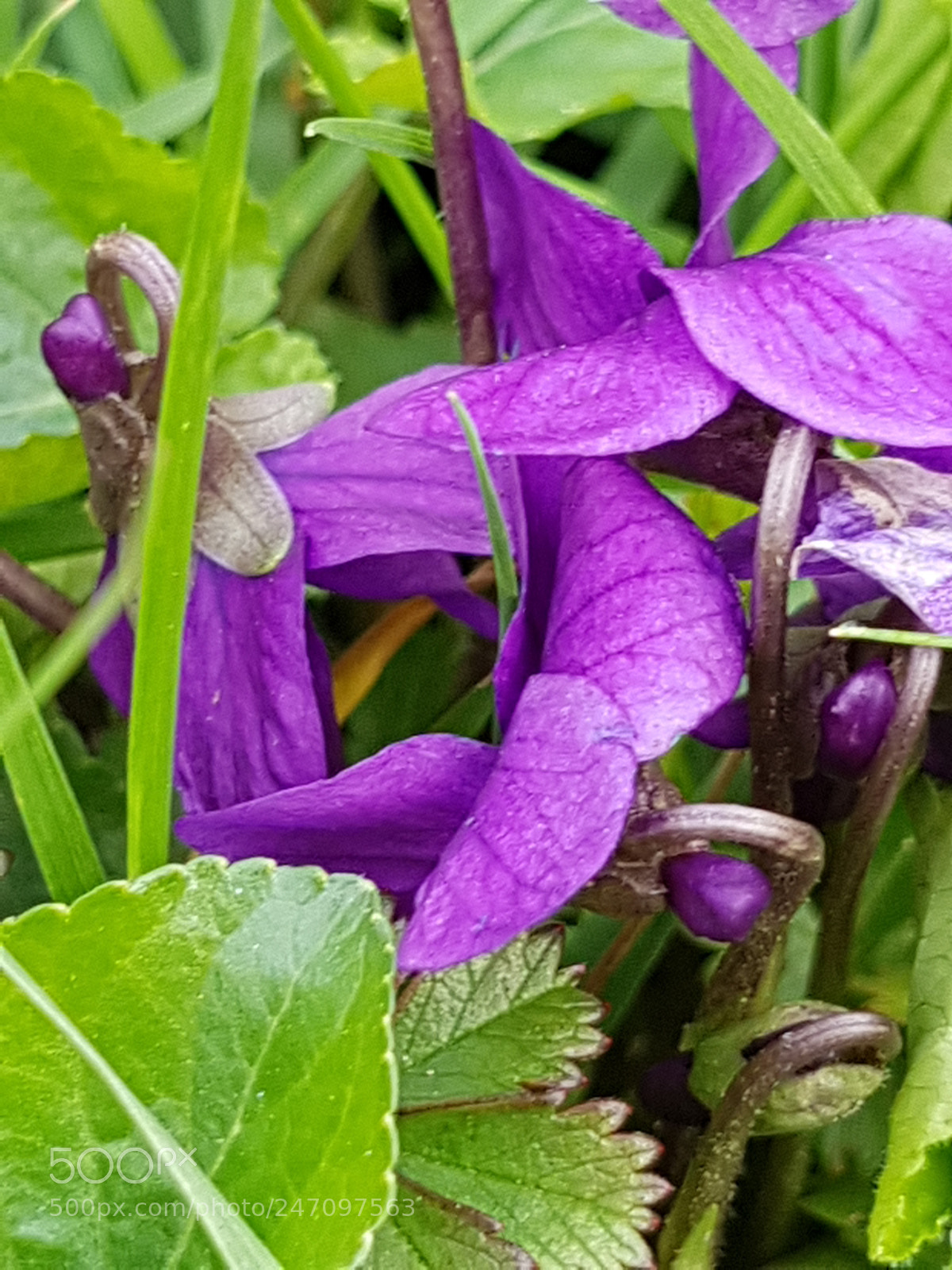 Samsung Galaxy S8 sample photo. Violette photography