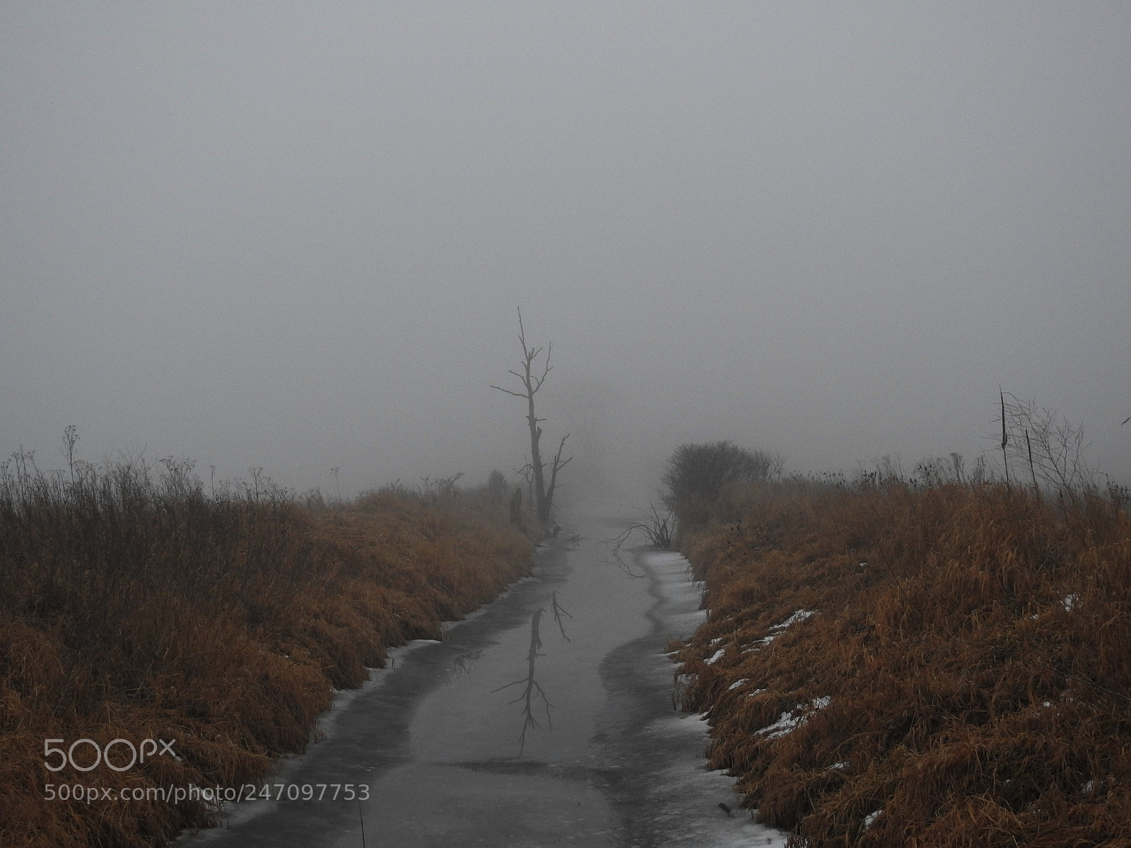 Nikon Coolpix P900 sample photo. Freezing fog photography