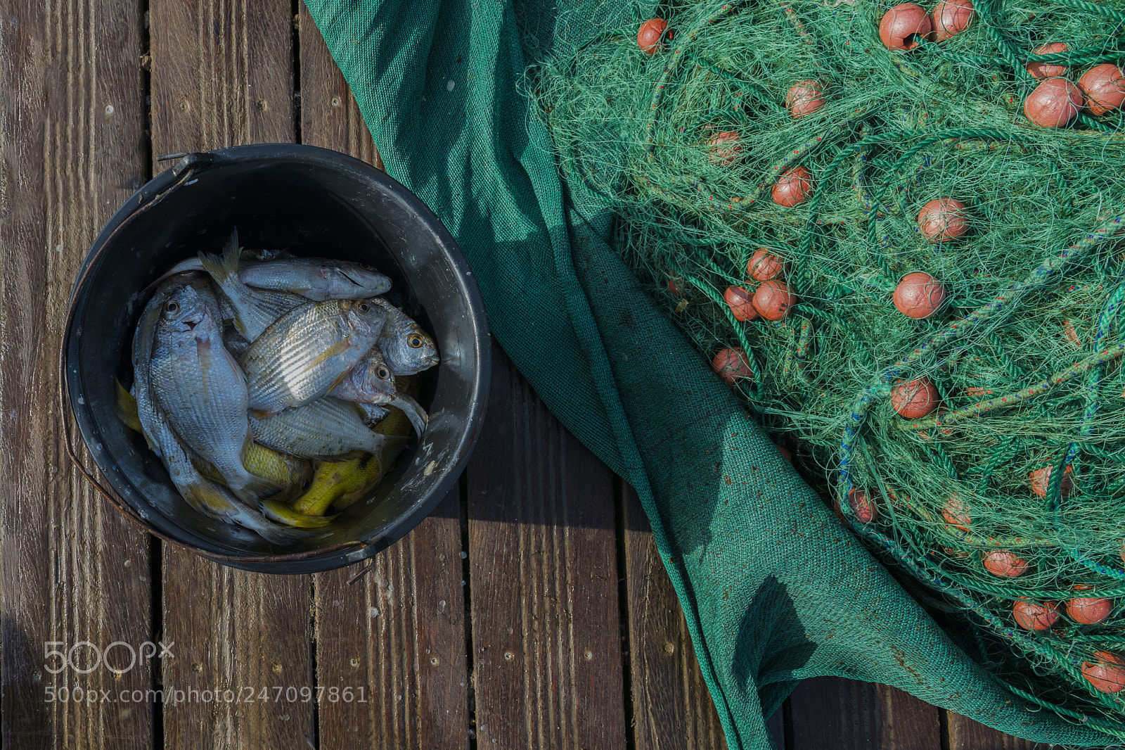 Nikon D850 sample photo. Sustenance photography