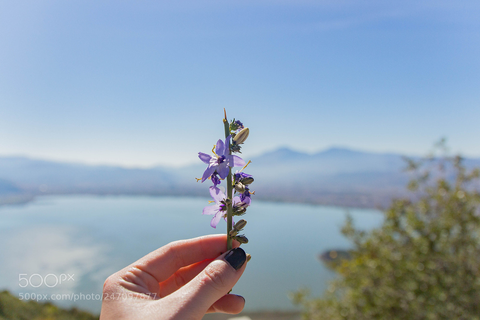 Canon EOS 700D (EOS Rebel T5i / EOS Kiss X7i) sample photo. Holding a flower. photography
