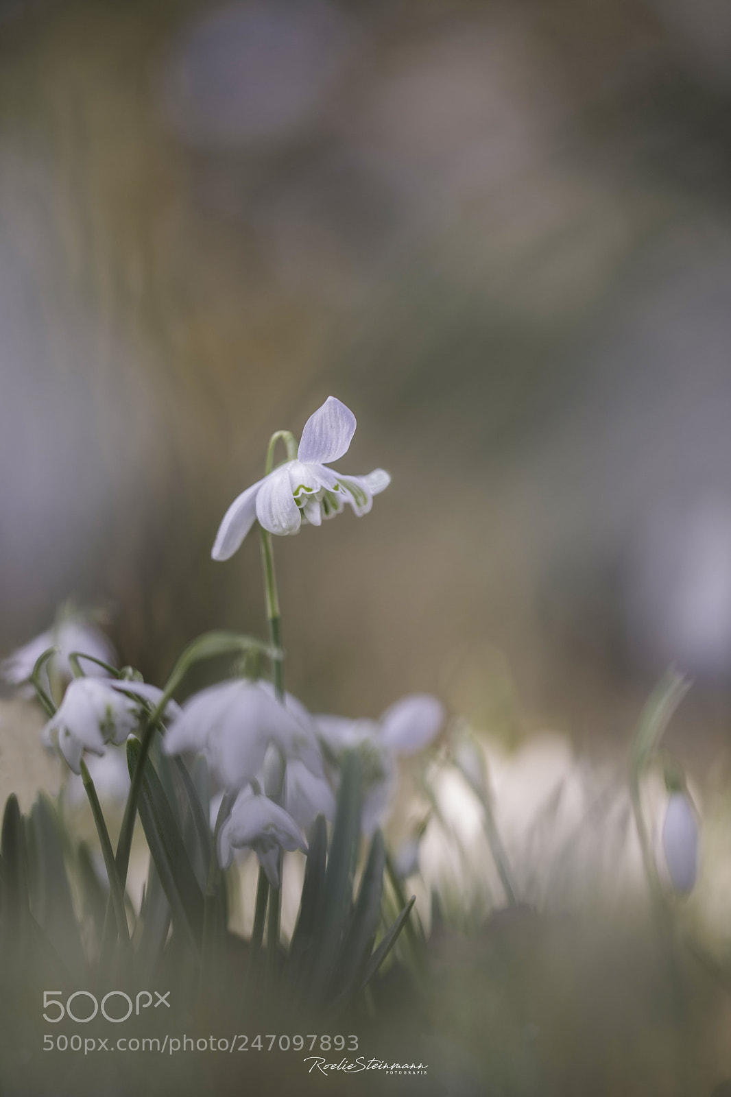 Canon EOS 6D Mark II sample photo. Standing tall photography