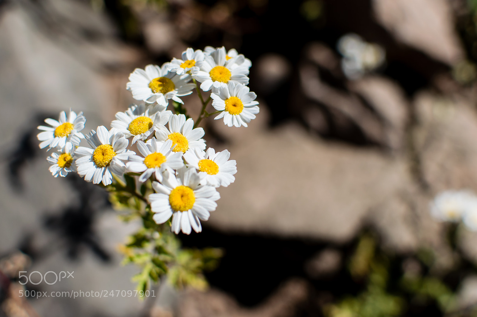 Nikon D5300 sample photo. Wildflowers photography