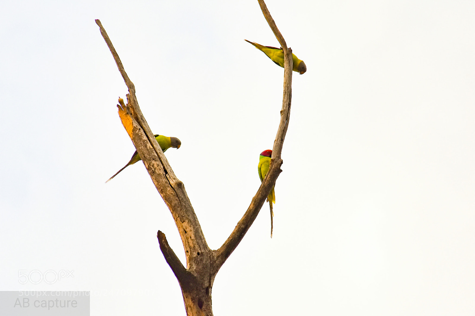 Nikon D3400 sample photo. Parrots ;) photography