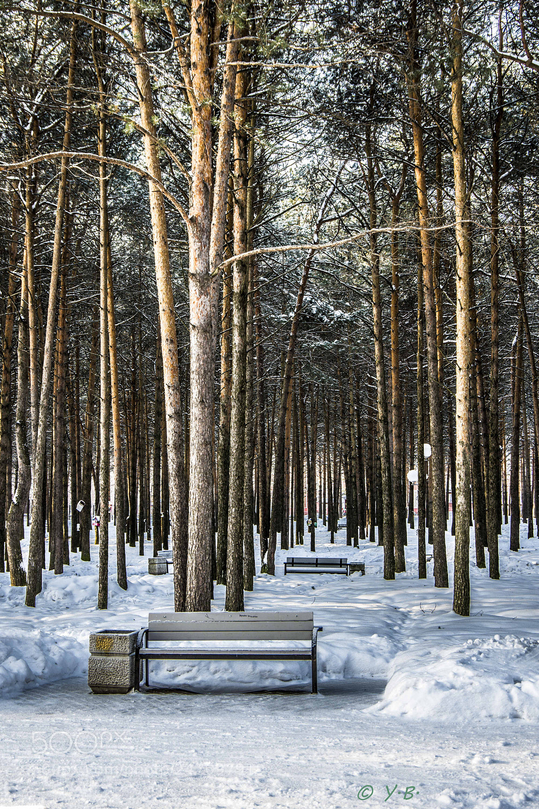 Pentax K-70 sample photo. Pines park photography
