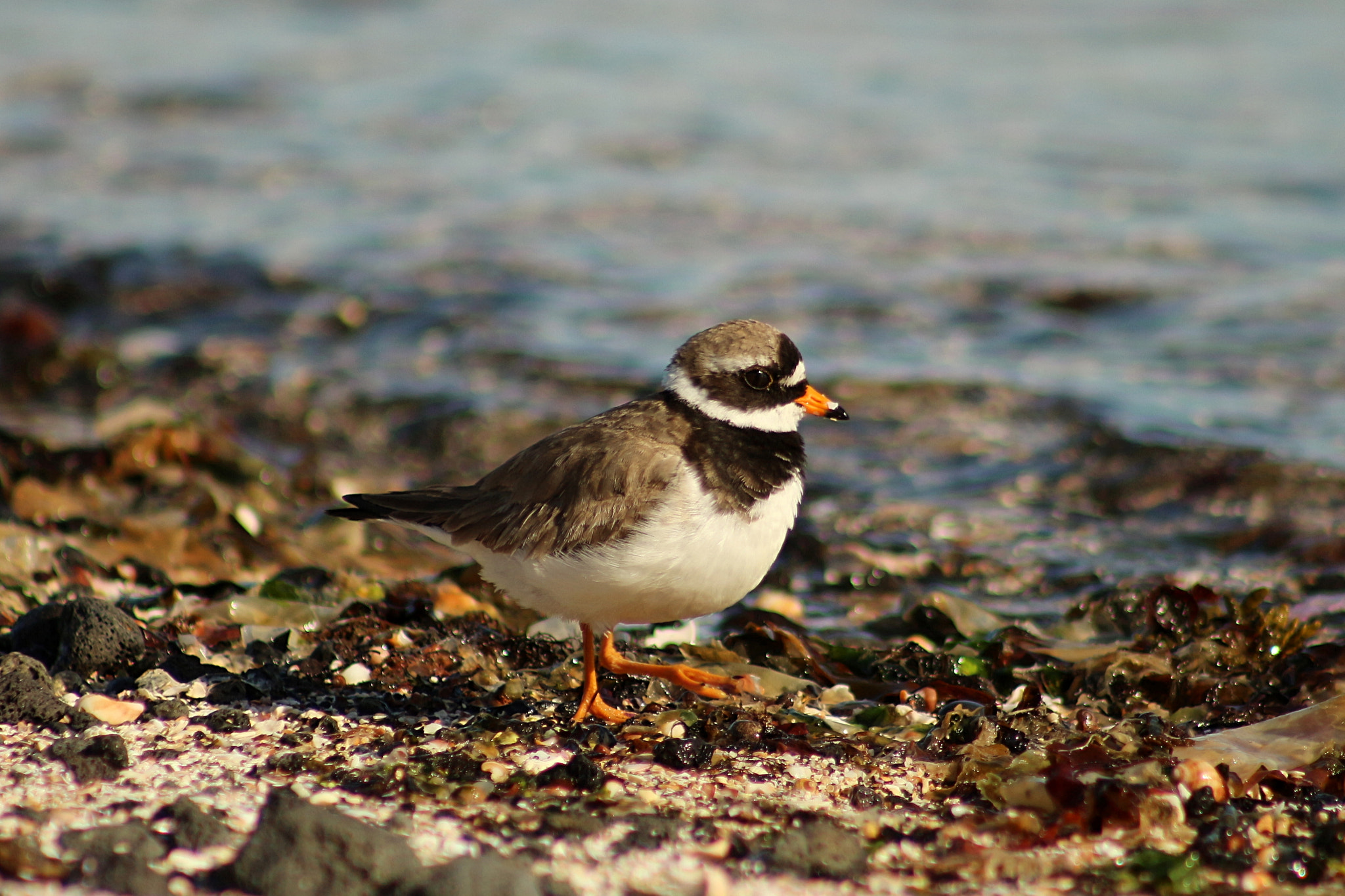 Canon EOS 700D (EOS Rebel T5i / EOS Kiss X7i) + Canon EF 75-300mm f/4-5.6 USM sample photo. Ringed plover photography