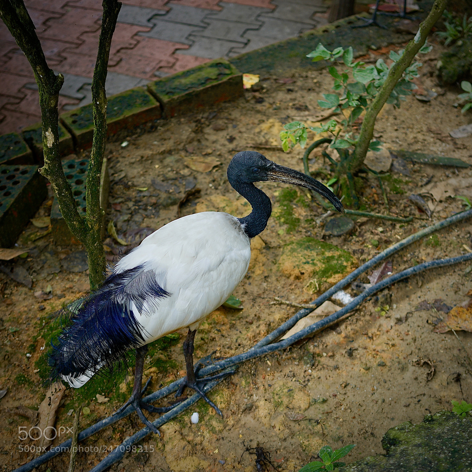 Sony a7R II sample photo. Evening walk! photography