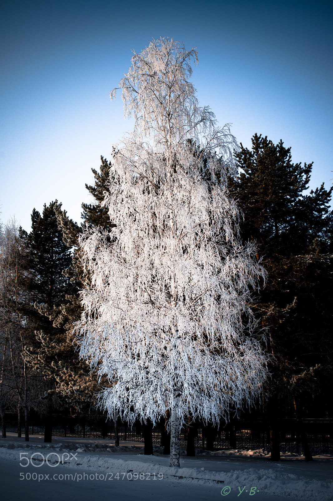 Pentax K-70 sample photo. White birch photography