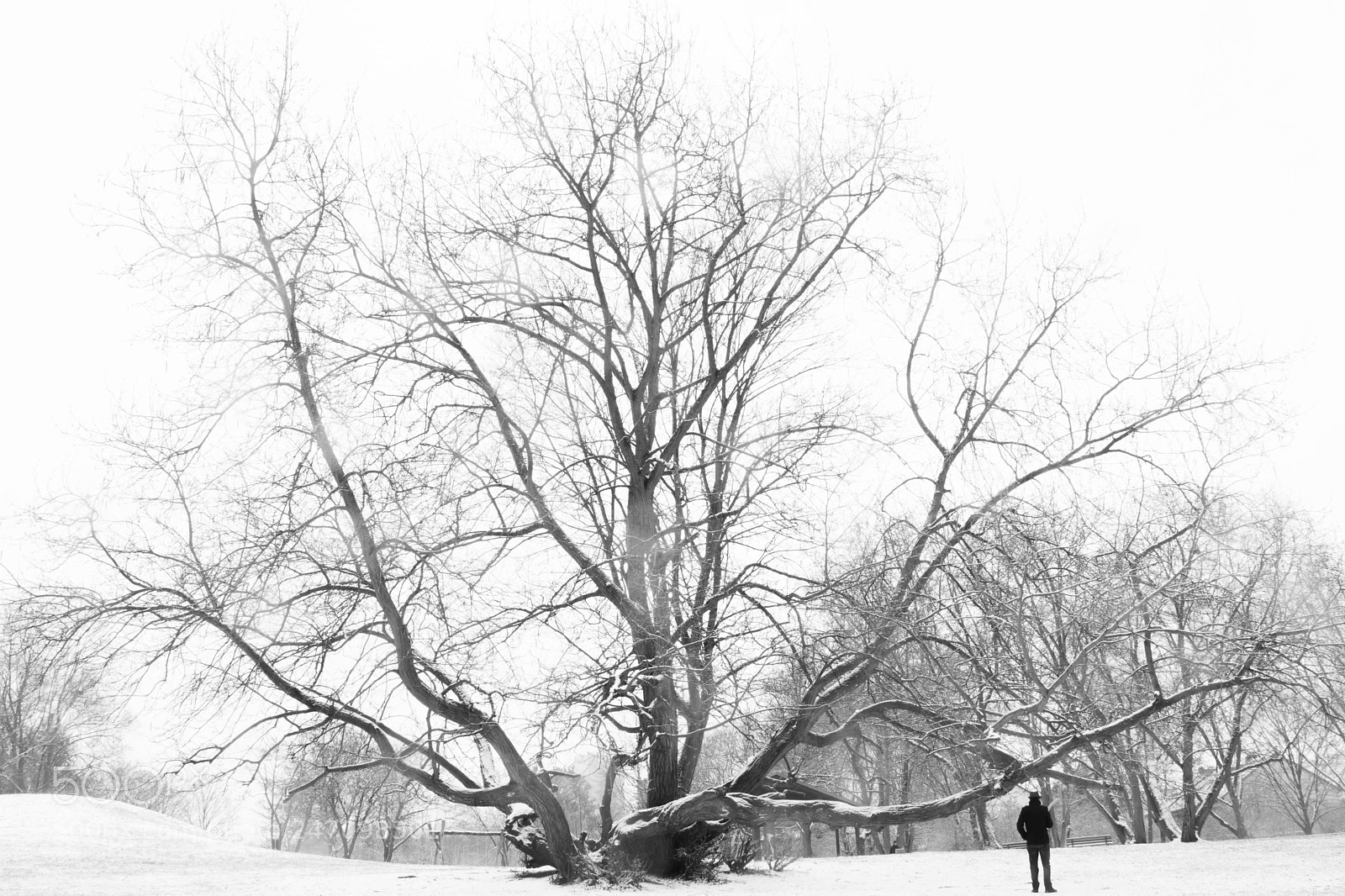 Canon EOS 80D sample photo. Winter stories photography