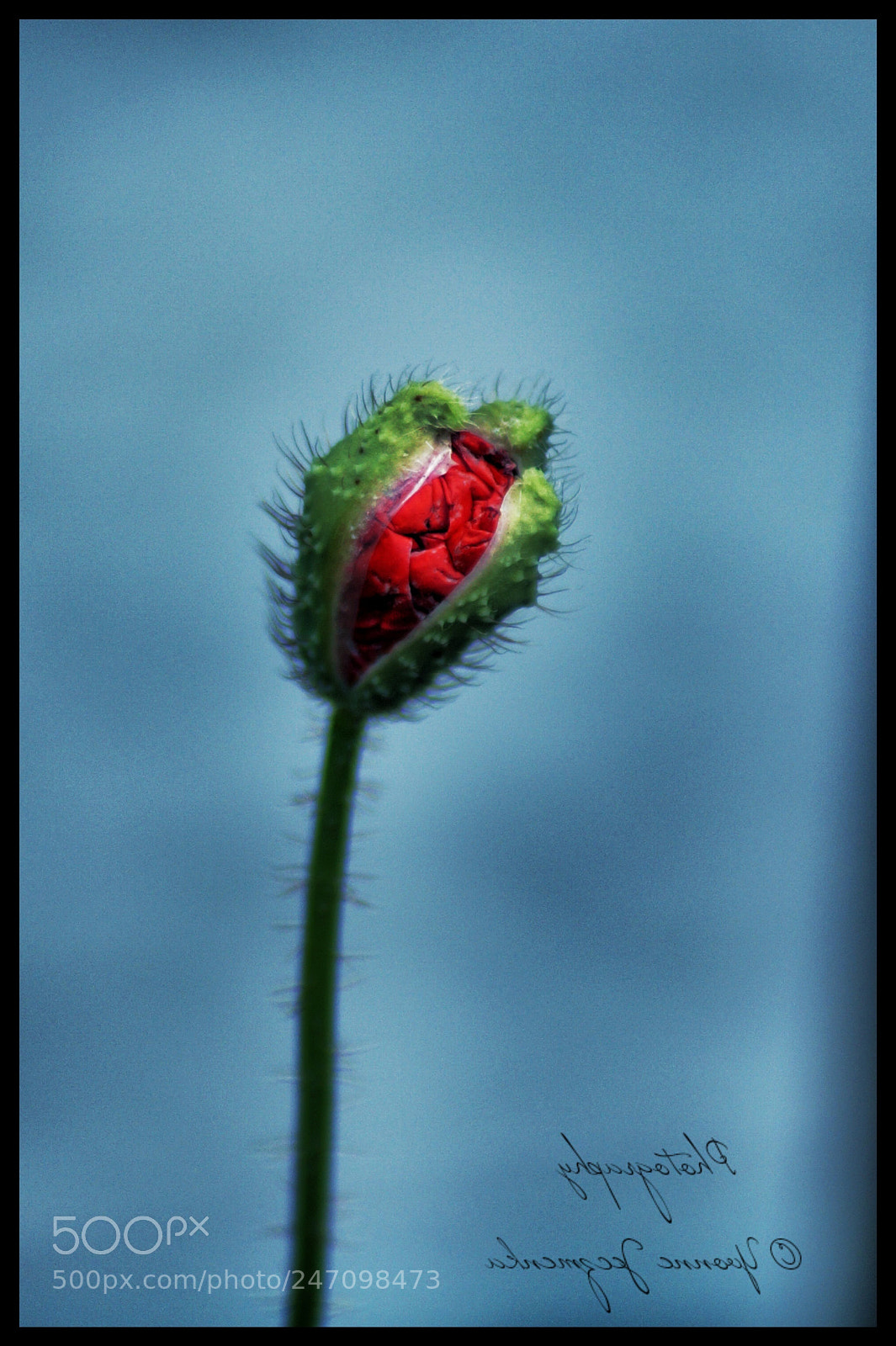 Sony SLT-A58 sample photo. Klatschmohn ❤ photography