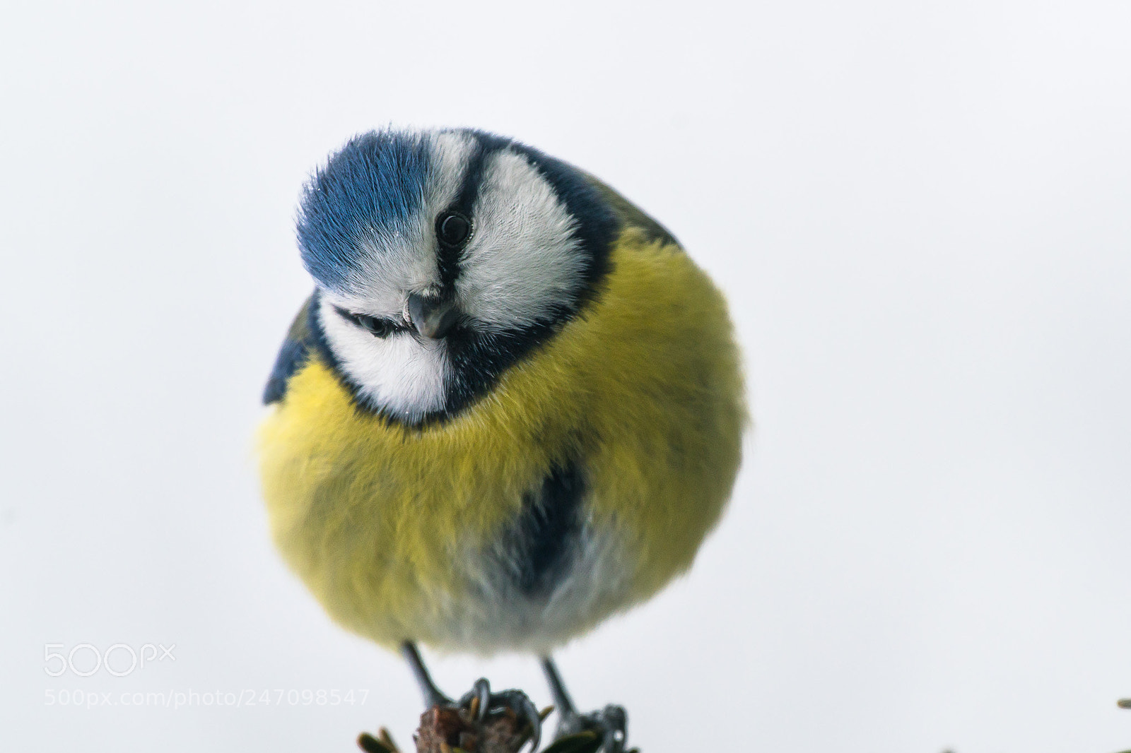 Sony a7R II sample photo. Another lovely bird photography