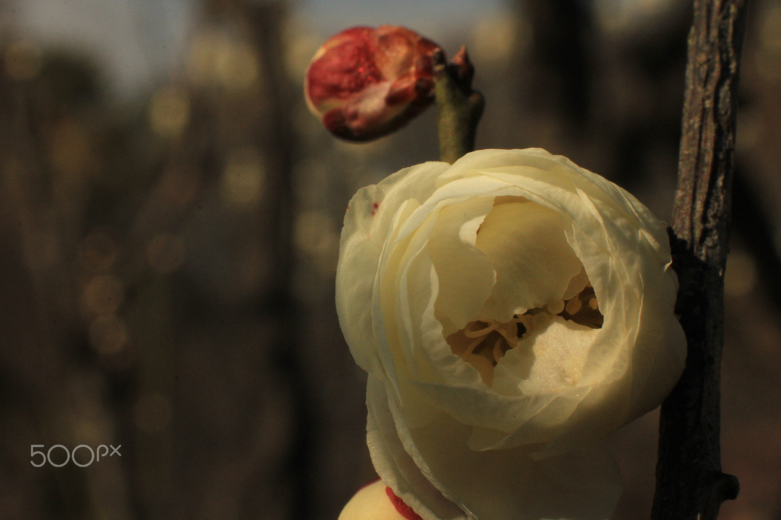 Canon EOS 60D + Canon EF 50mm F1.4 USM sample photo. Warm light in early spring photography