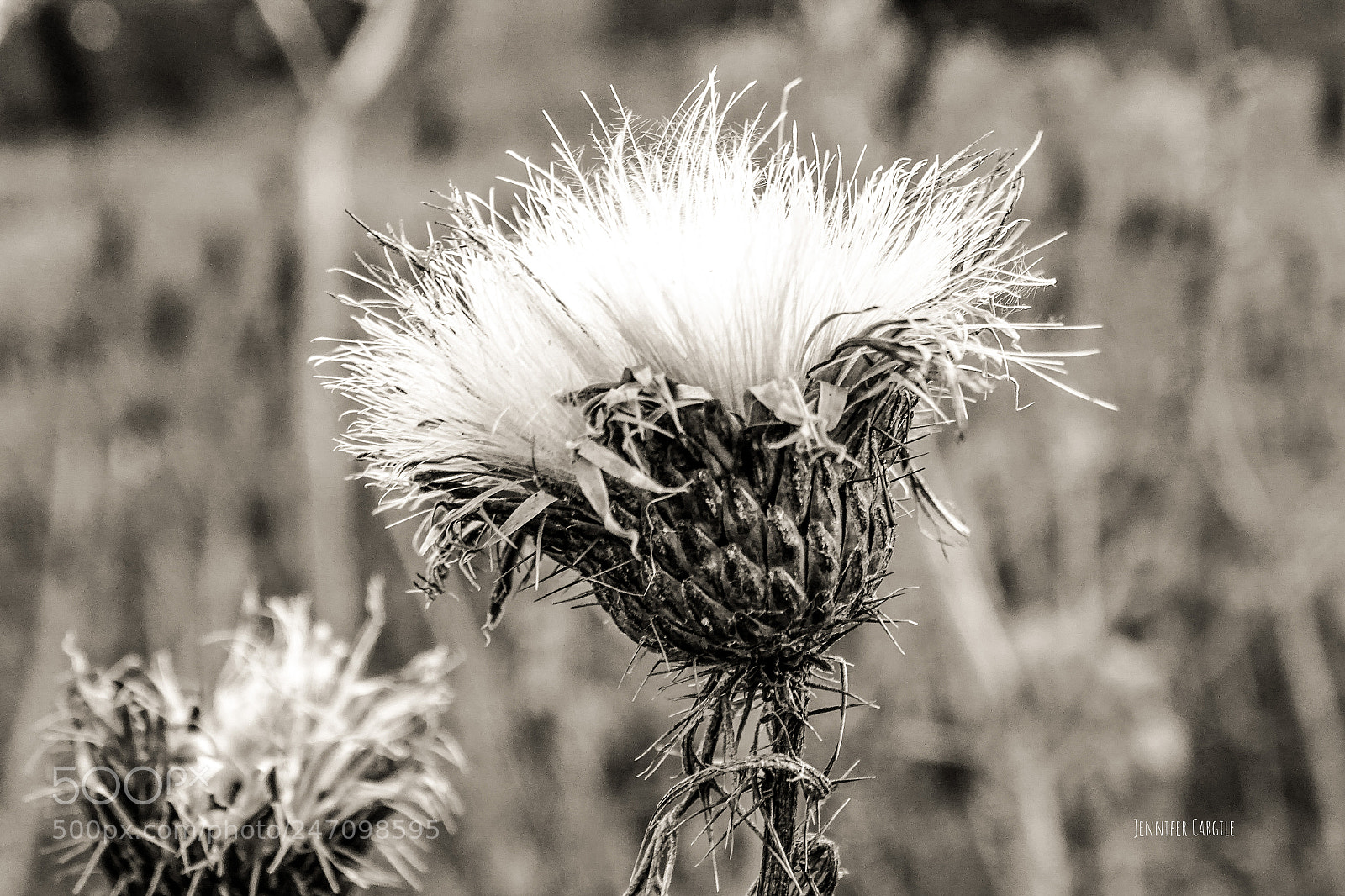 Sony Cyber-shot DSC-HX400V sample photo. Dead bull thistle photography