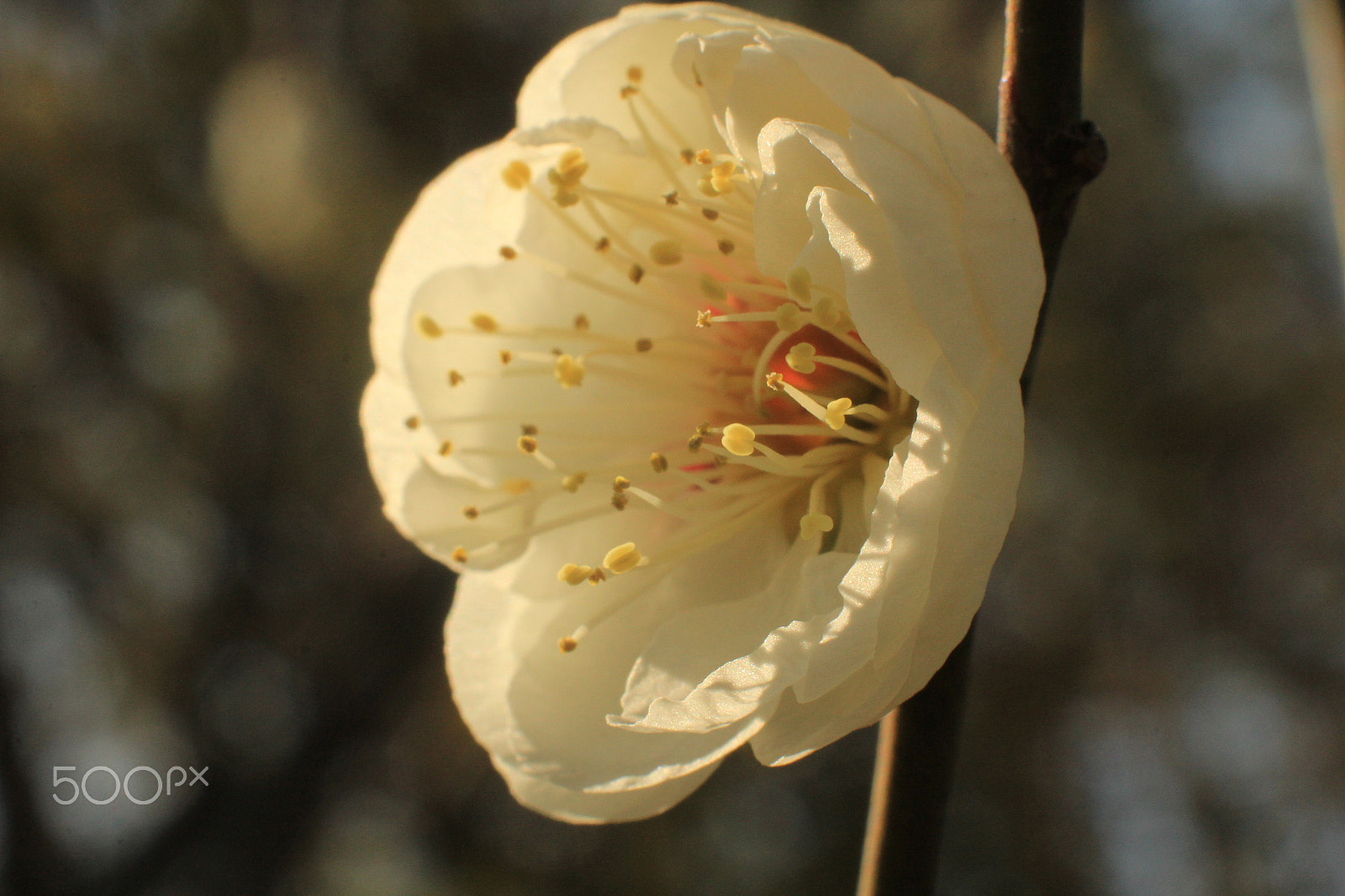 Canon EOS 60D + Canon EF 50mm F1.4 USM sample photo. Warm light in early spring photography