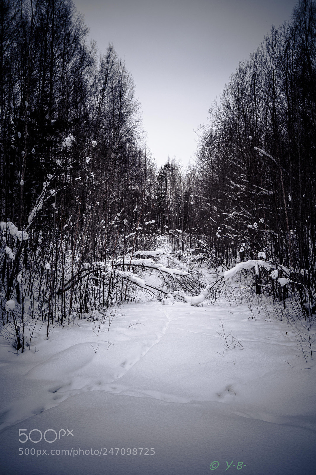 Pentax K-70 sample photo. Winter wood photography