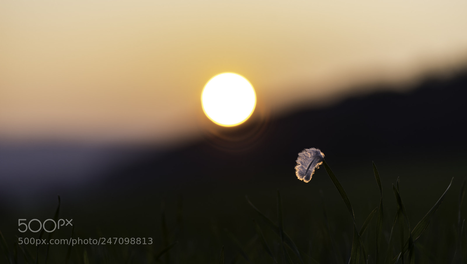 Pentax K-1 sample photo. A touch of softness photography
