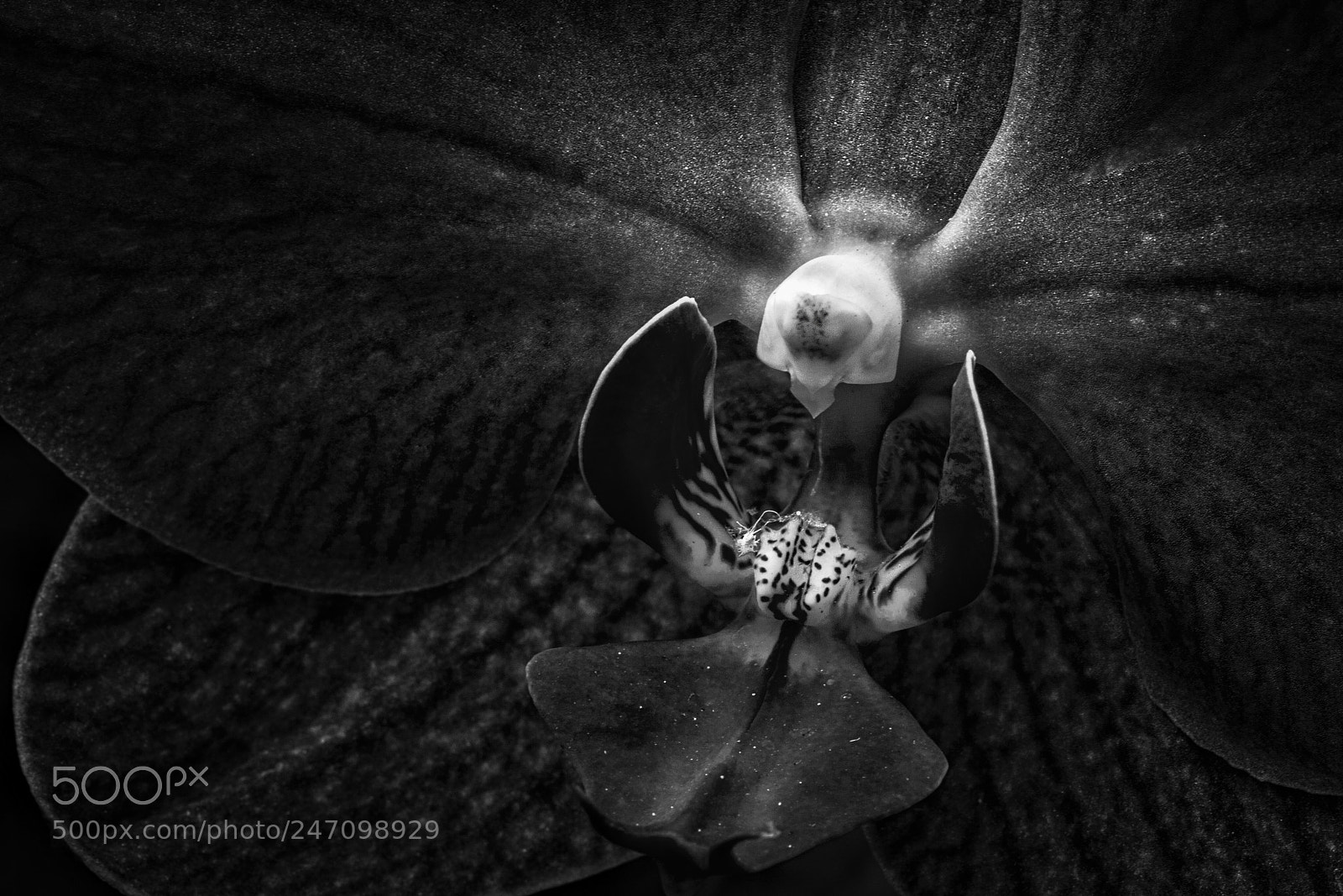 Canon EOS 50D sample photo. Orchid photography
