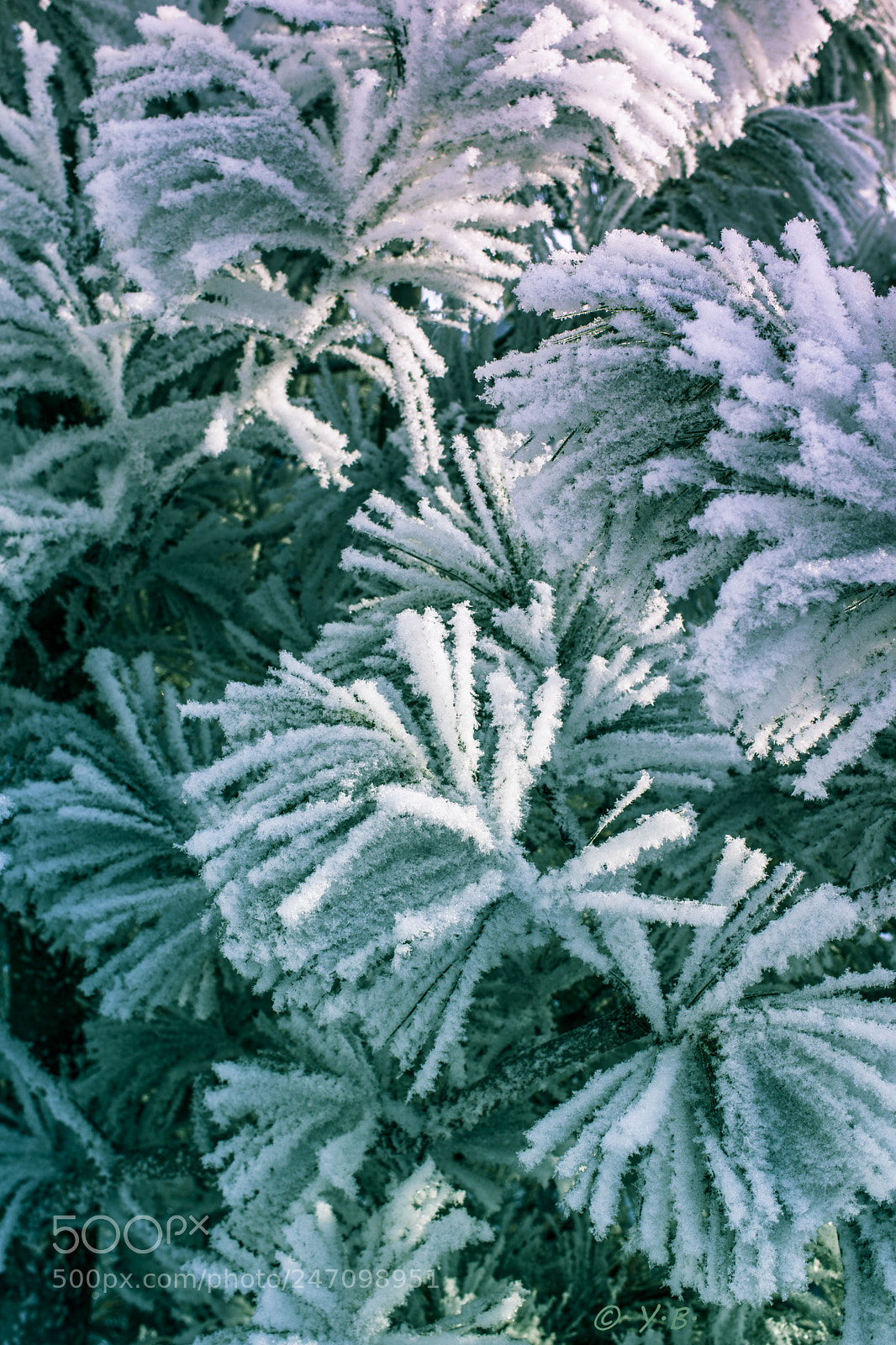 Pentax K-70 sample photo. Cedar needles in the photography