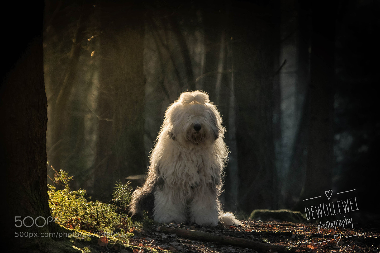 Canon EOS 7D Mark II sample photo. Shane photography