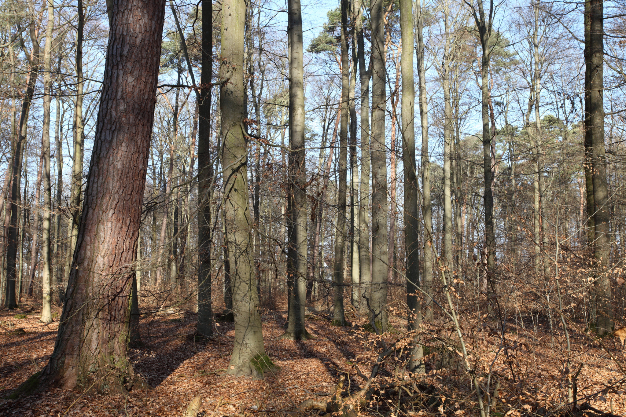 Canon EF 17-40mm F4L USM sample photo. The morning in the forest photography