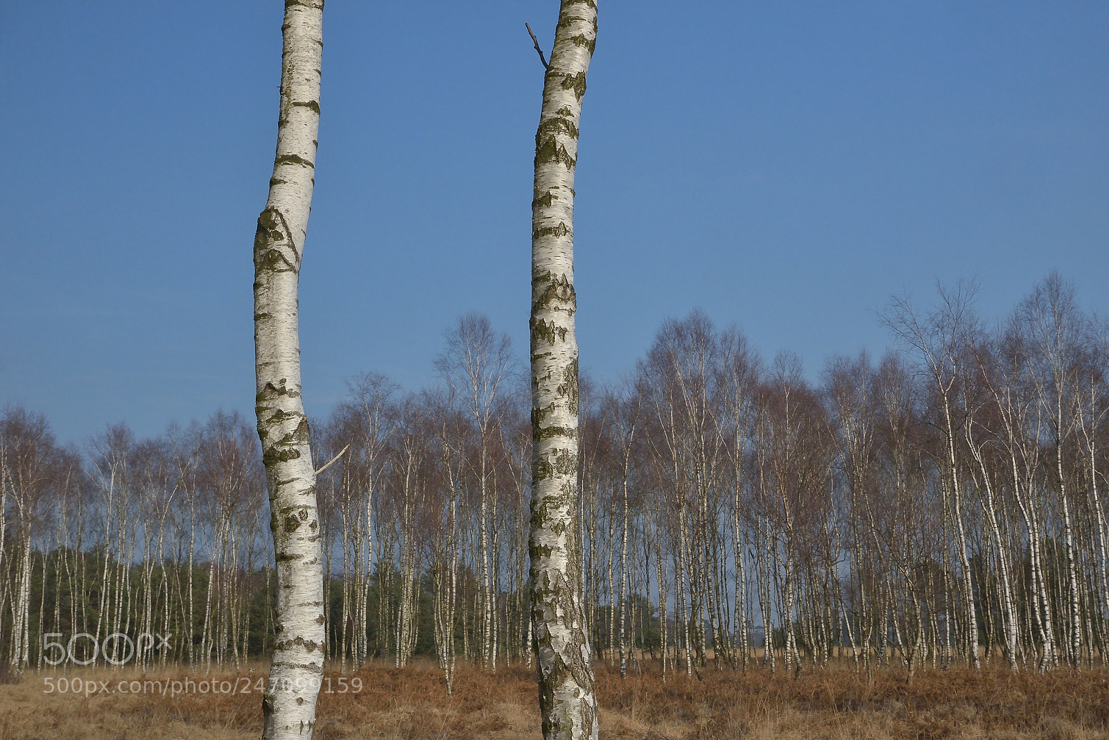 Nikon D800 sample photo. Berkenbos (birch forest) photography