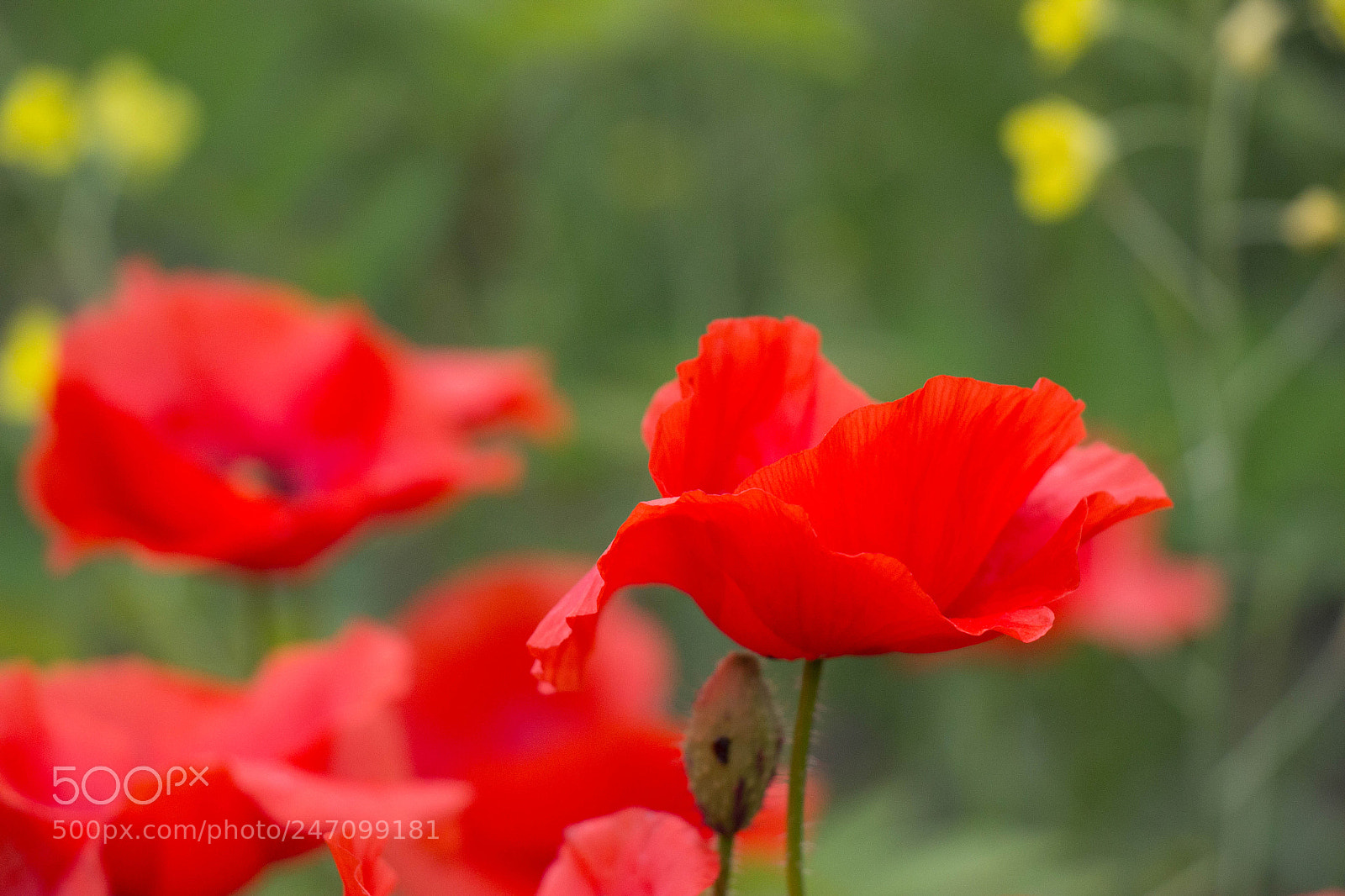 Canon EOS 600D (Rebel EOS T3i / EOS Kiss X5) sample photo. Reds poppies photography