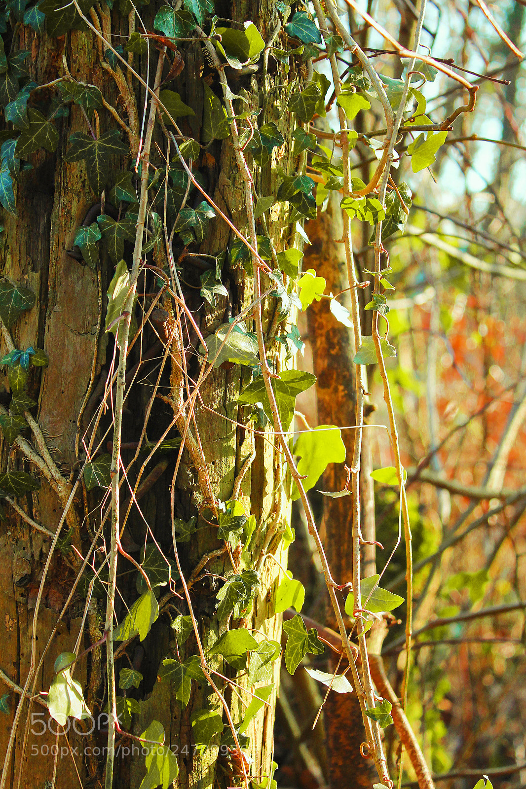 Canon EOS 1100D (EOS Rebel T3 / EOS Kiss X50) sample photo. Hedera helix photography