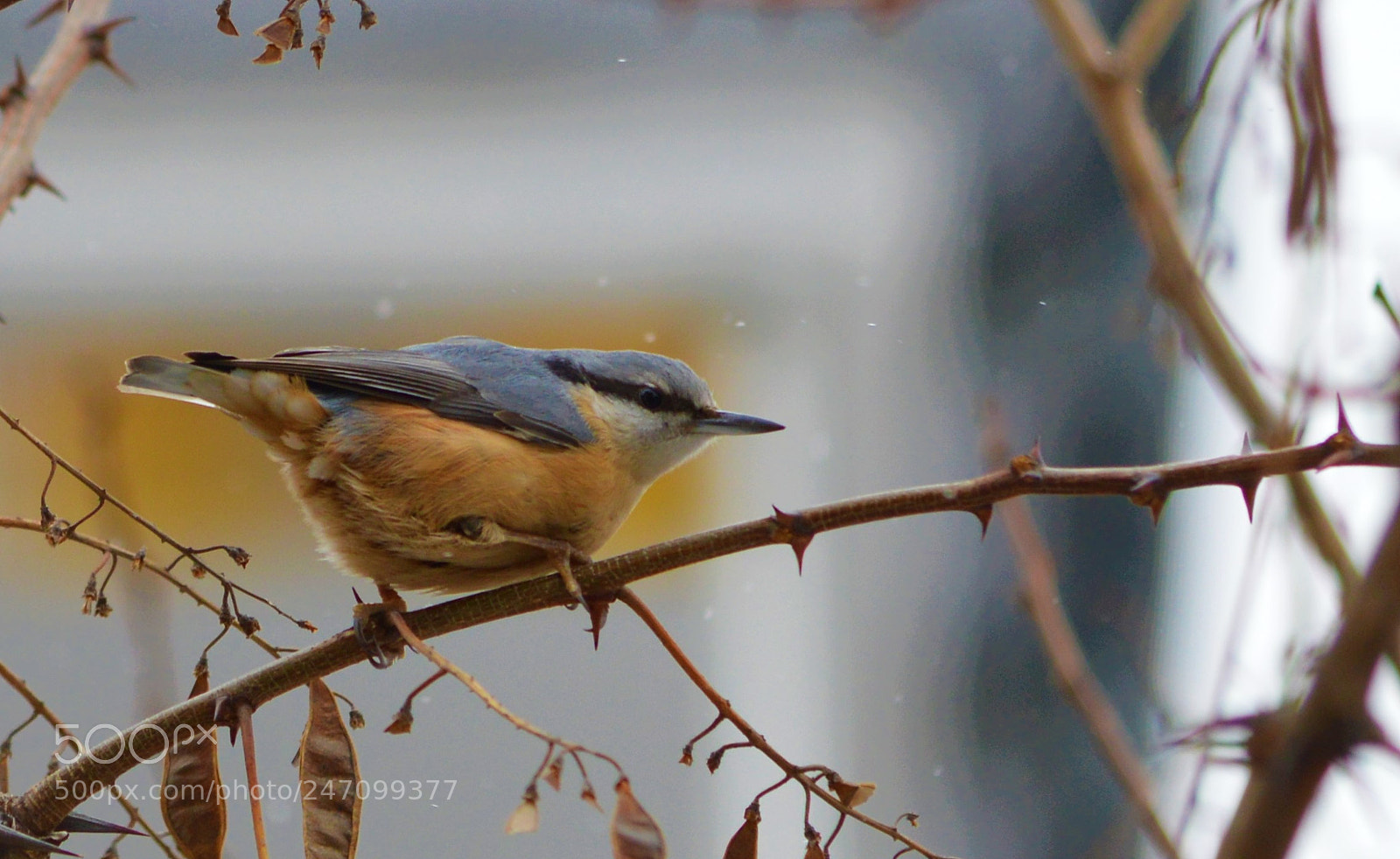 Nikon D3200 sample photo. *'* photography