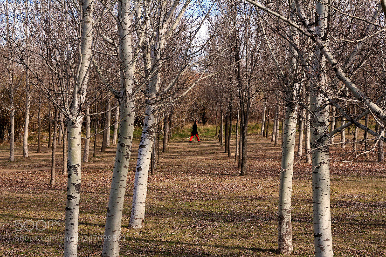 Canon EOS 60D sample photo. Red into the woods photography