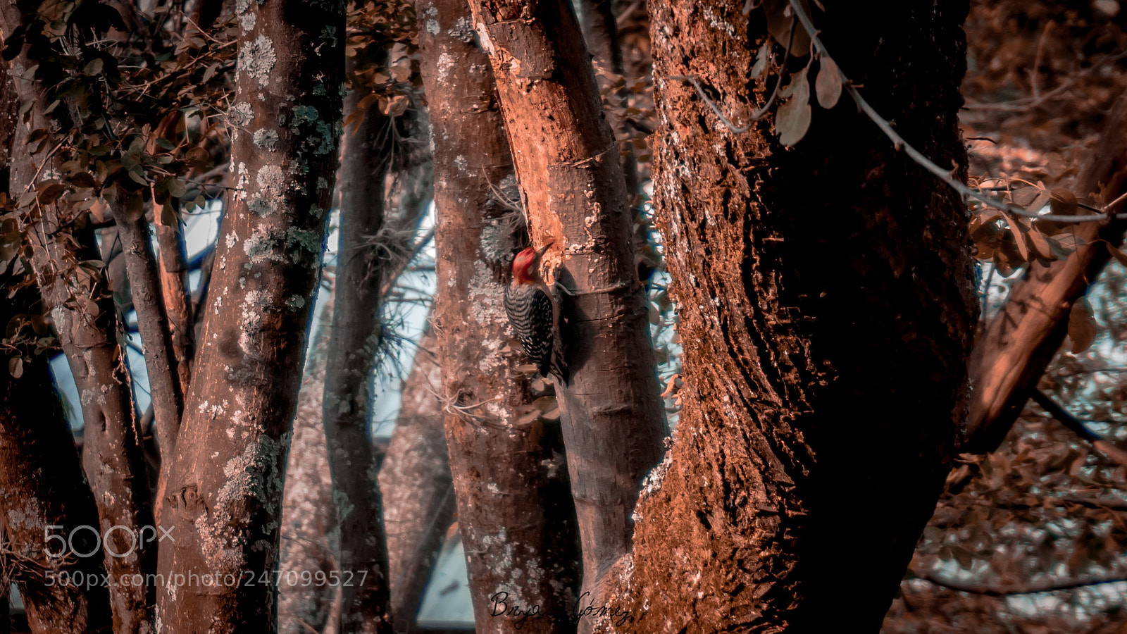 Sony a6300 sample photo. Woody woodpecker photography