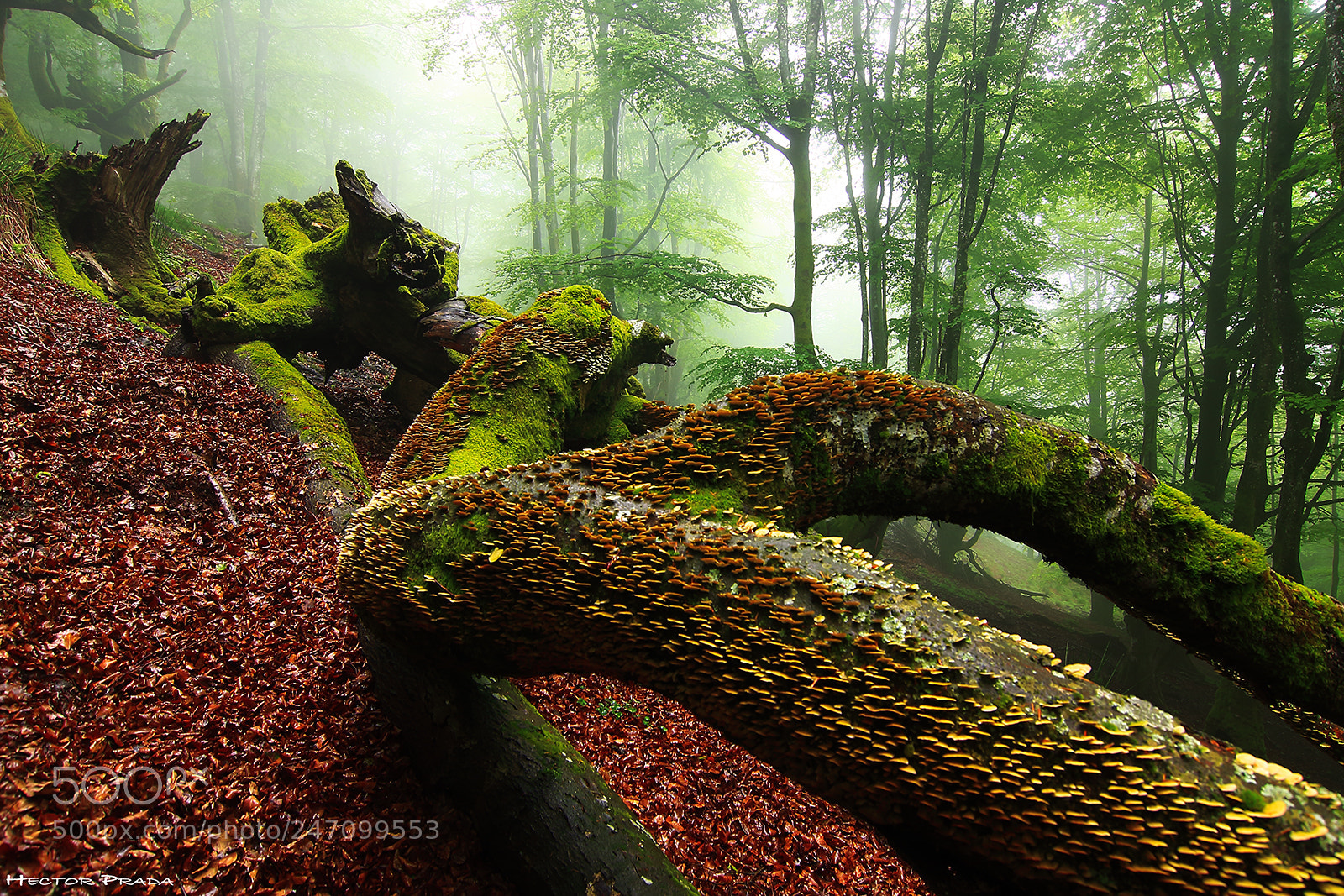 Canon EOS 40D sample photo. Forest of fallen giants photography