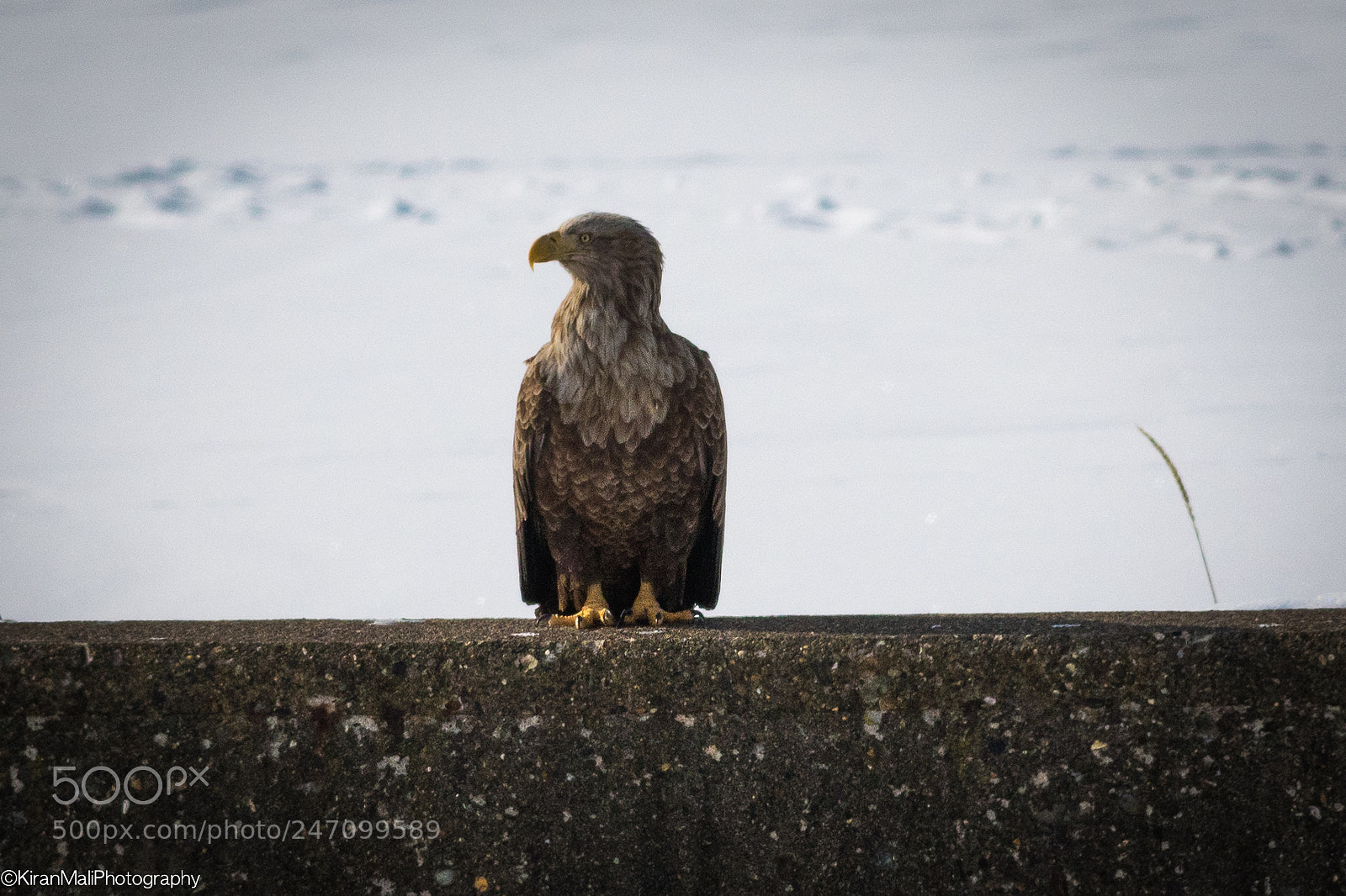 Canon EOS 7D Mark II sample photo. White tailed eagle photography