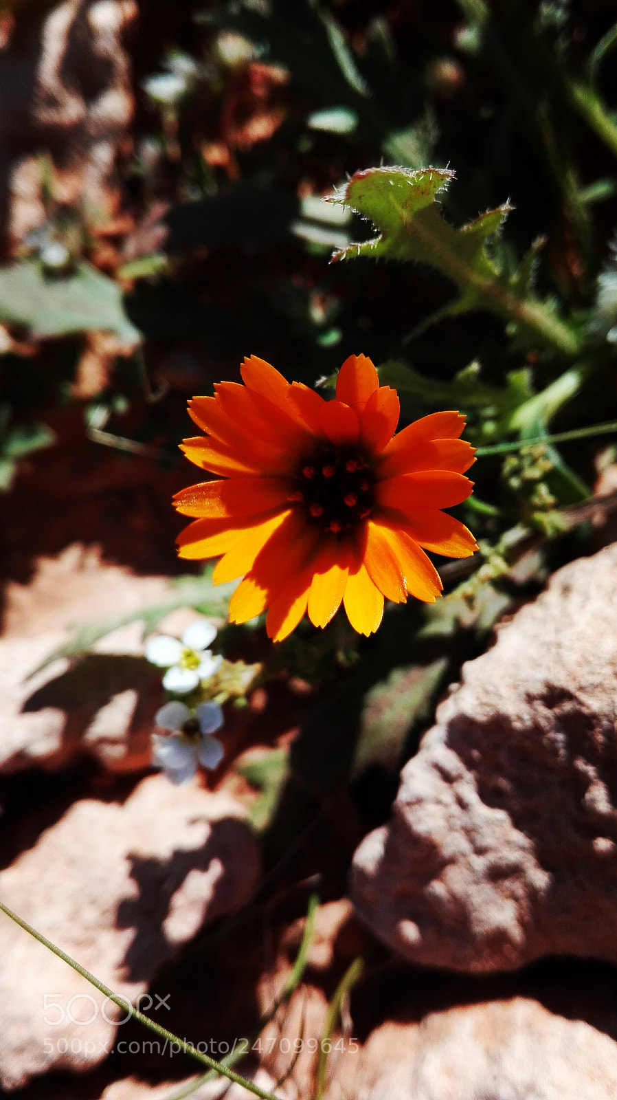 HUAWEI Y6II sample photo. Wild photography