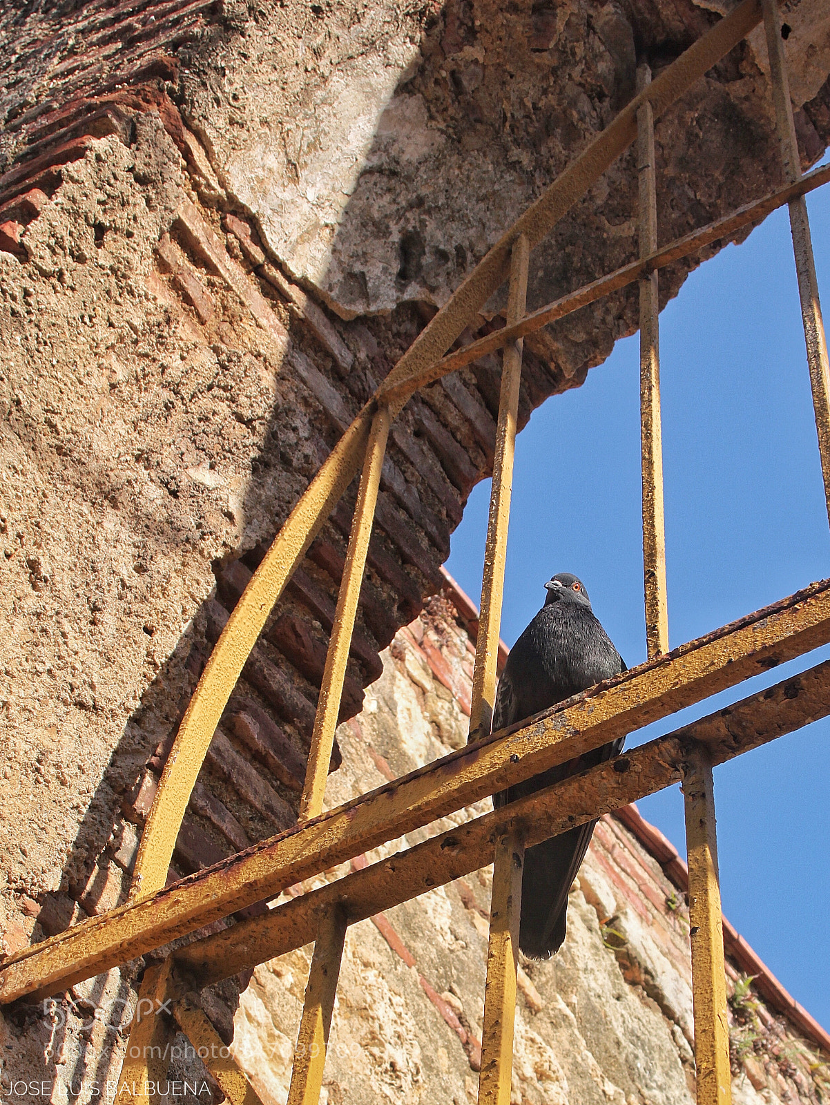 Canon EOS 500D (EOS Rebel T1i / EOS Kiss X3) sample photo. Pigeon photography