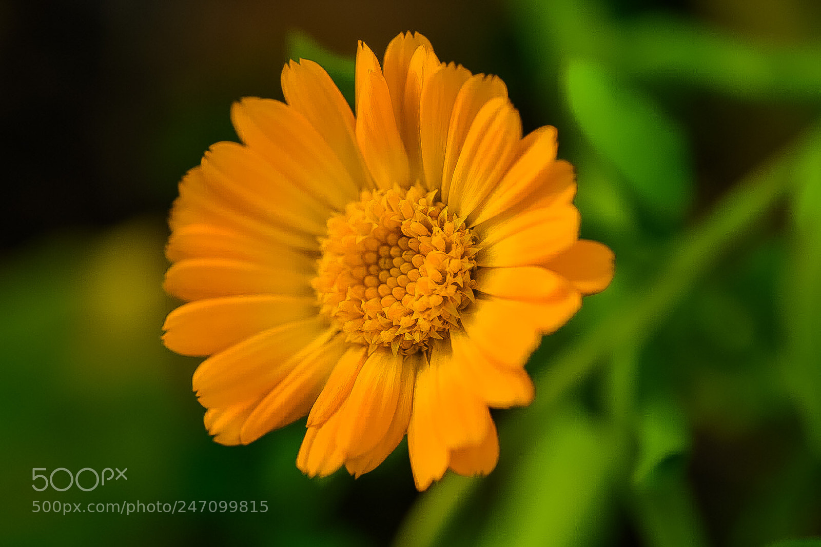 Nikon D7200 sample photo. Untitled photography