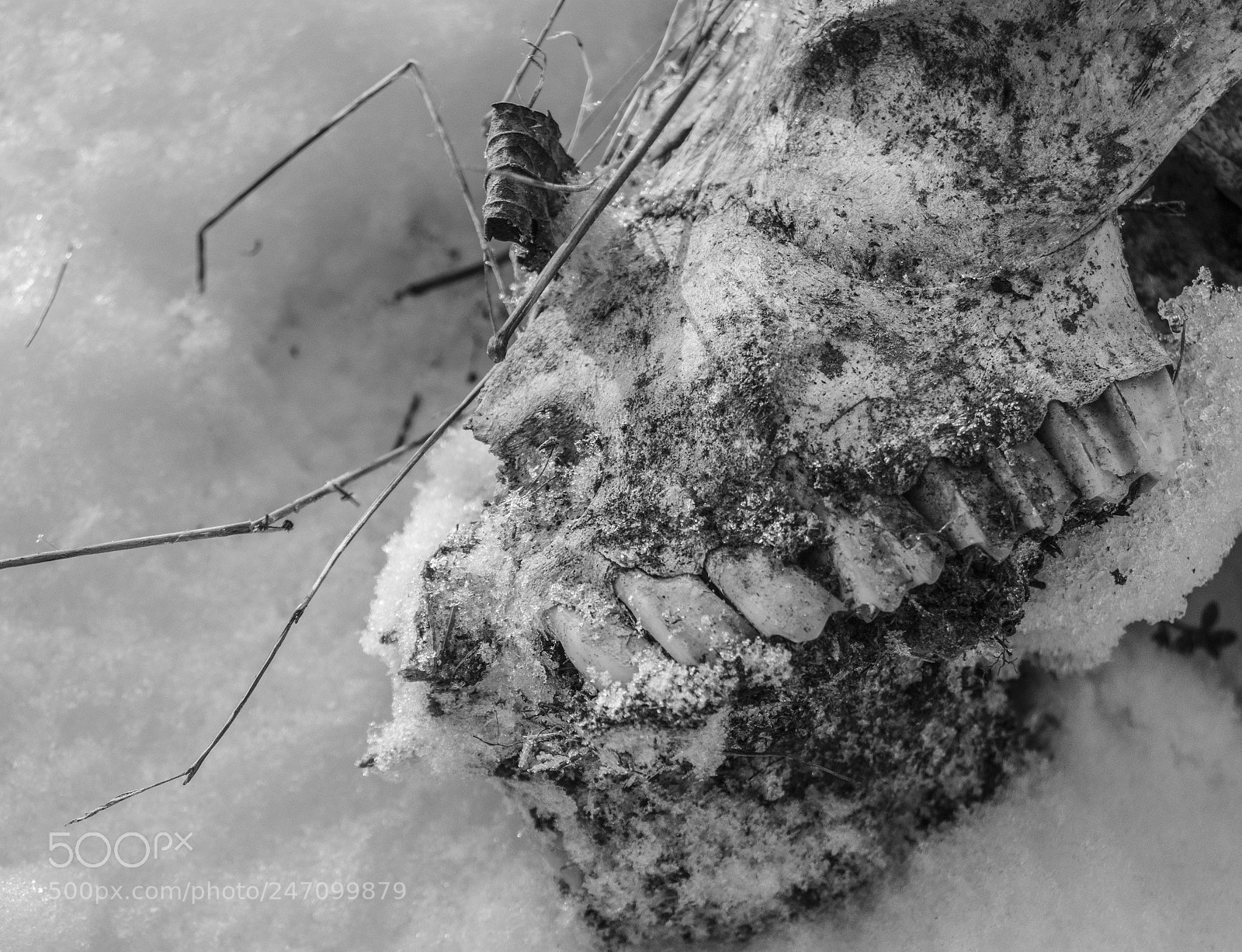 Nikon D3200 sample photo. Skull no.2 (or teeth) photography