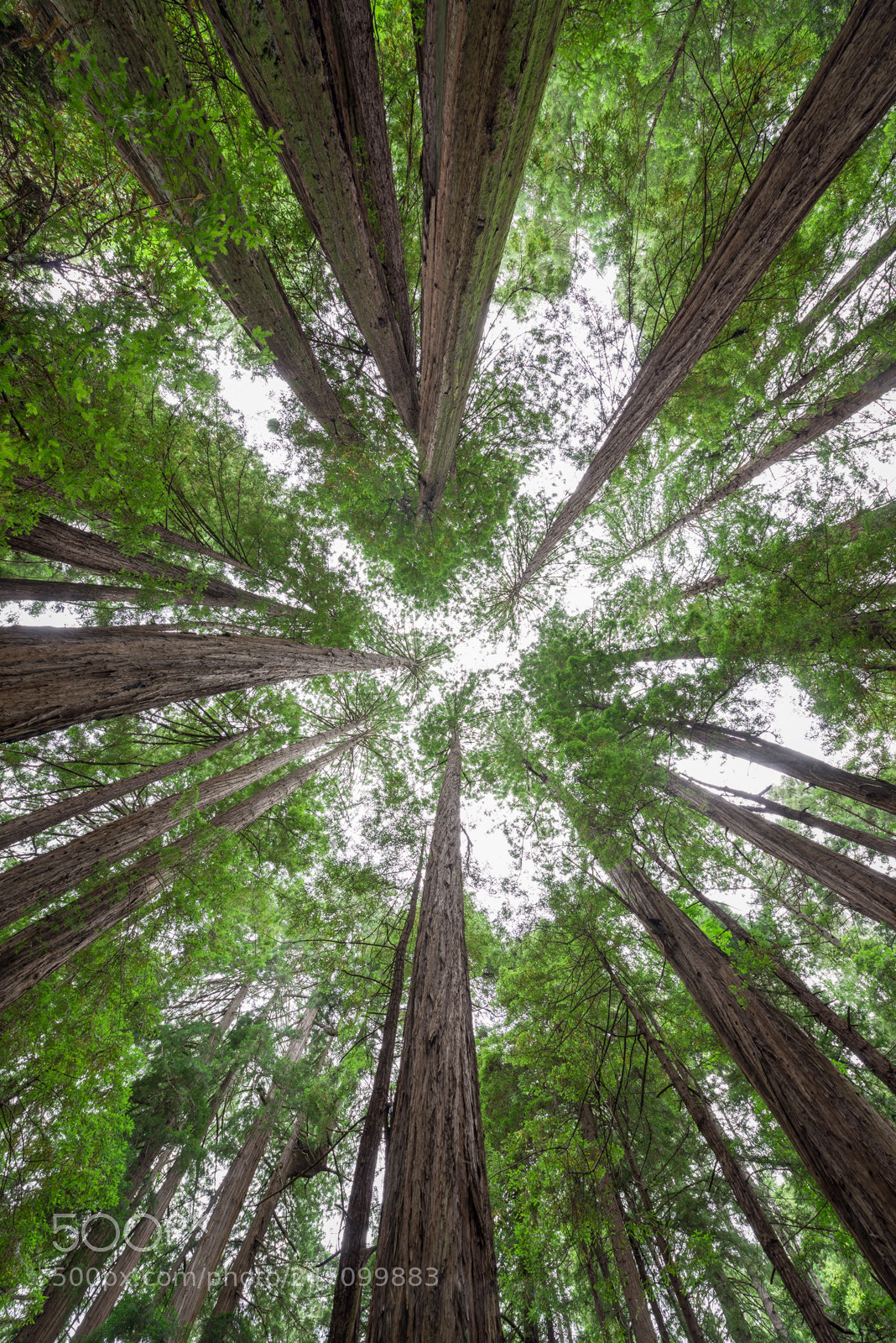 Nikon D800 sample photo. Under muir woods photography