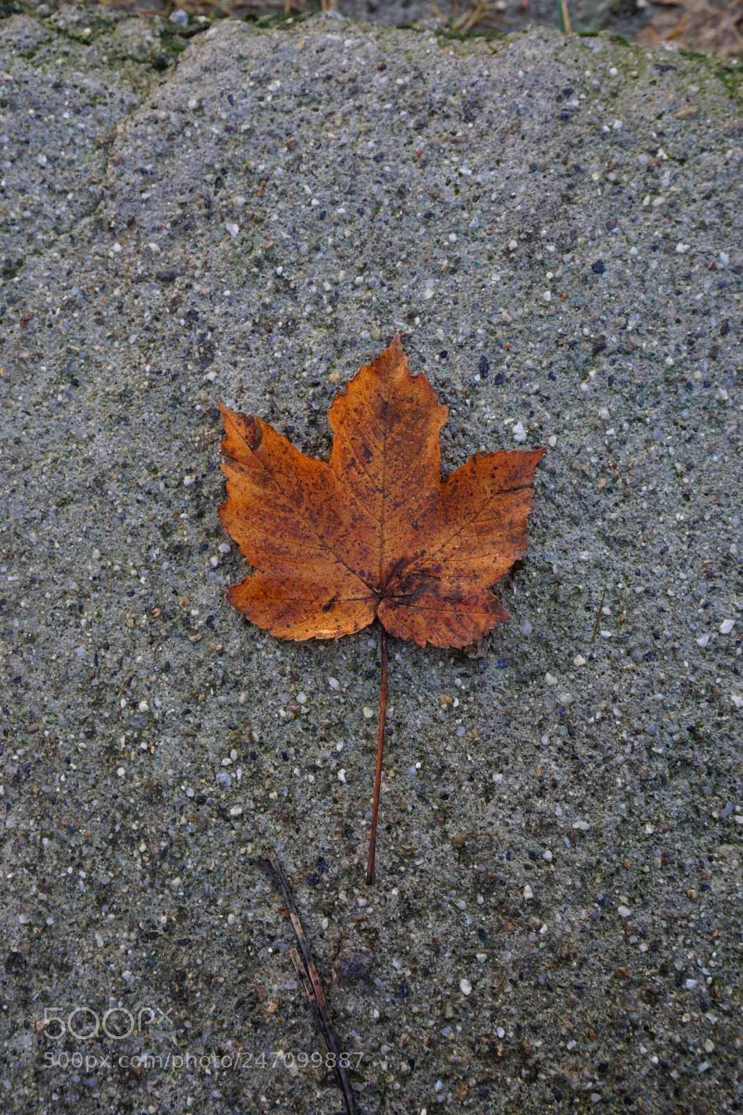 Sony a6000 + Sony E 18-50mm F4-5.6 sample photo. Goodbye photography