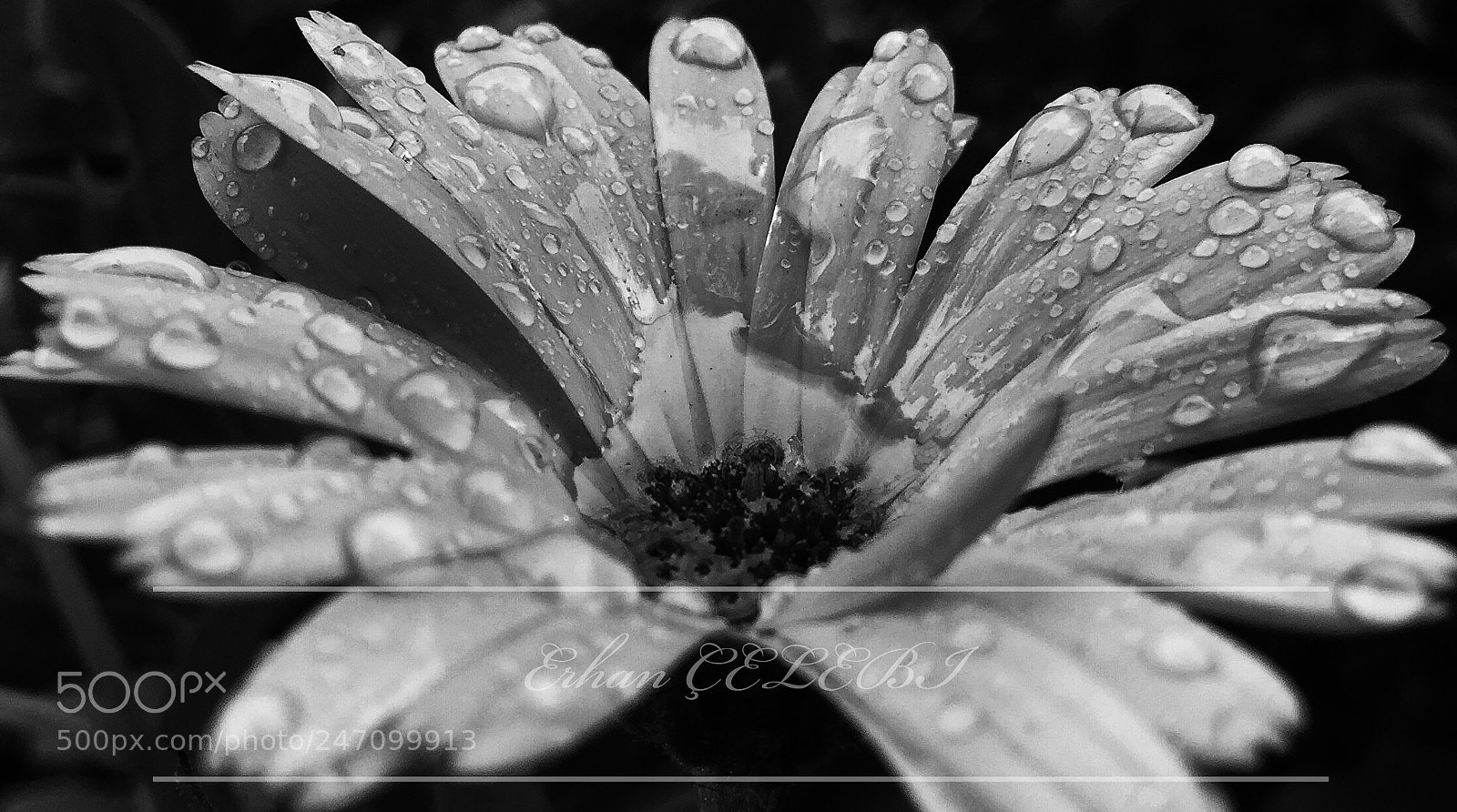 Apple iPhone 6 Plus sample photo. B&w photography